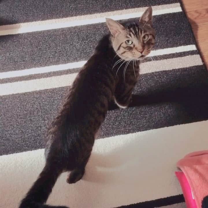 Musashiのインスタグラム
