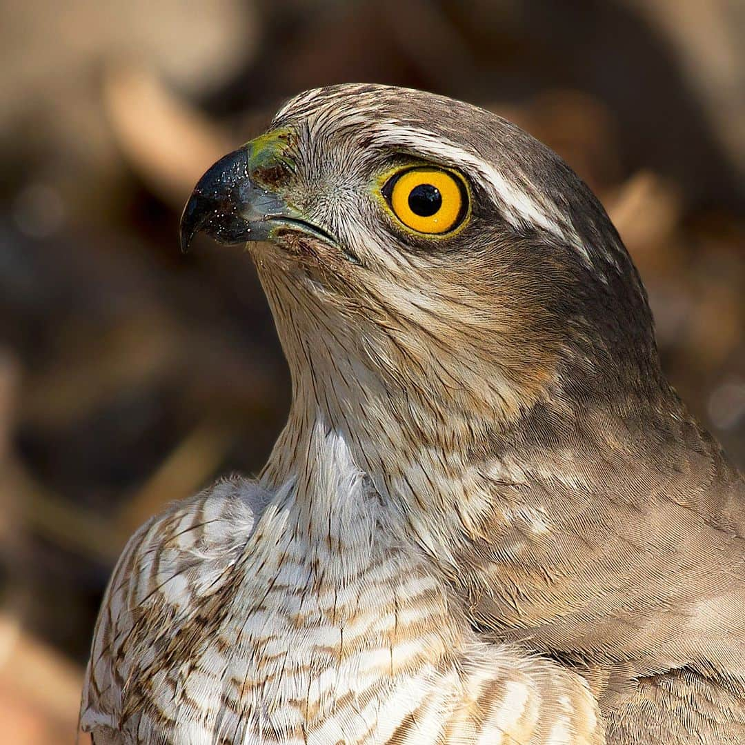 アニマルプラネットのインスタグラム：「When you check your inbox after a long weekend...😳  Luckily, the Eurasian sparrowhawk is equipped for speed: it can fly at 75 mph! Wishing you sparrowhawk energy for your Monday.   📷: @pratikhumnabadkar   #birds #wildlife」