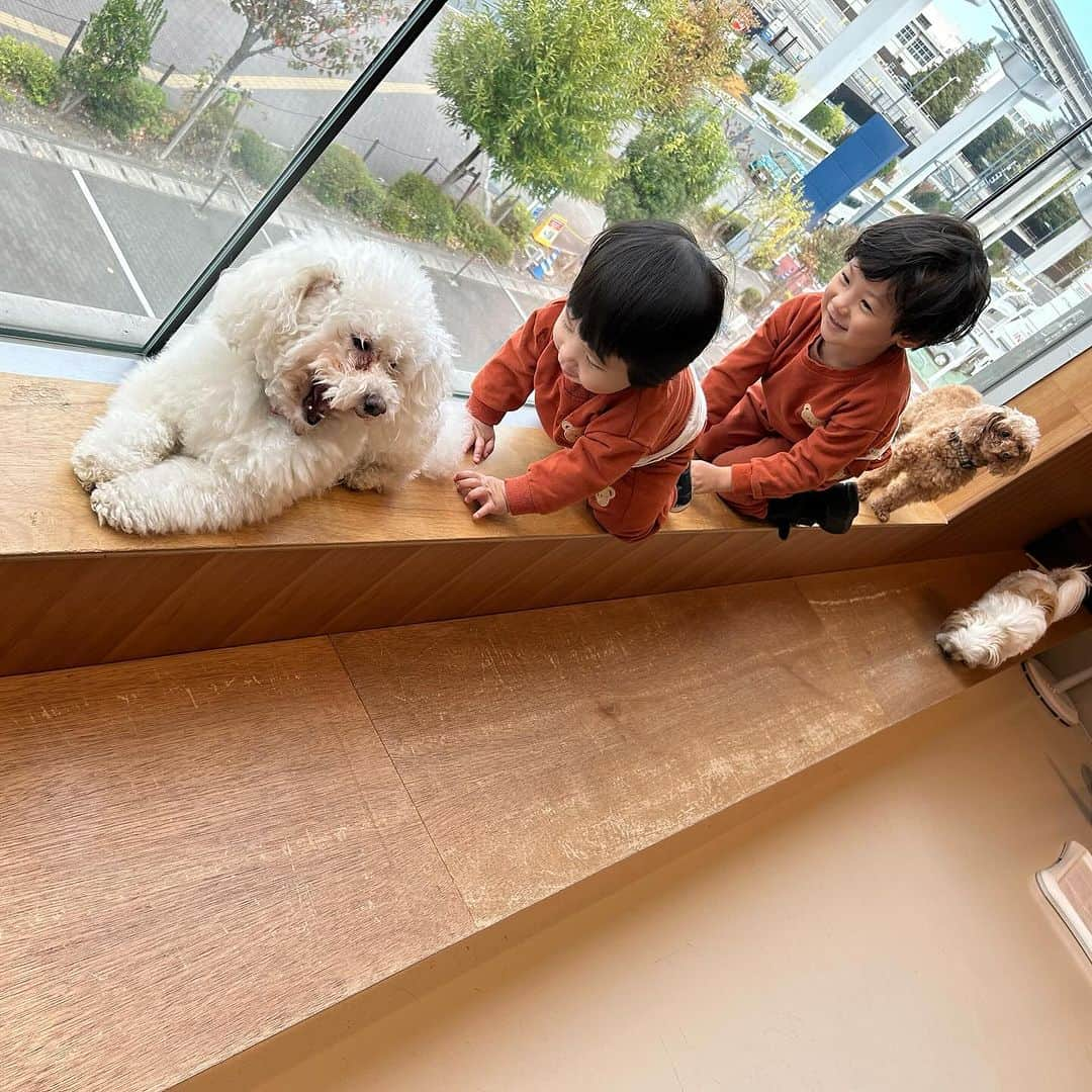 世手子さんのインスタグラム写真 - (世手子Instagram)「PR  Thank you for a wonderful time🐣🦜🐕 Children grow by interacting with animals👏👏👏 We like Tachihi LaLaport😍 @moff_lalaport.tachikawa  #moffanimalcafe #モフアニマルカフェ #犬カフェ #立川カフェ #ふれあい動物園 #moff #ららぽーと立川立飛 #アニマルカフェ #動物カフェ いってきたよ(^ ^) 寿々太郎はんも連れて行けた（＾_＾） かわいい動物たちとのふれあいから学べることってたくさんあるよね(^_^) #立川立飛ららぽーと はお子様のメッカでございます✨✨ わんこも可愛かった（＾_＾） 長男寿司太郎はんは インコもハムスターさんもお手のもの(*ﾟ∀ﾟ*) ひよこさんも可愛かったね(*ﾟ▽ﾟ*) ここはお子様がいつまでもいれちゃう場所^ - ^ またいきたいなぁ(^_^)  今なら 素敵なプレゼントがもらえちゃうょ^_^ Moff animal cafe ららぽーと立川立飛店のInstagramのフォロー画面とこちらのインスタの投稿画面を提示いただくと、ヒヨコのおやつをプレゼント！！ 期間：11月27日～12月11日まで」11月27日 23時08分 - rojide