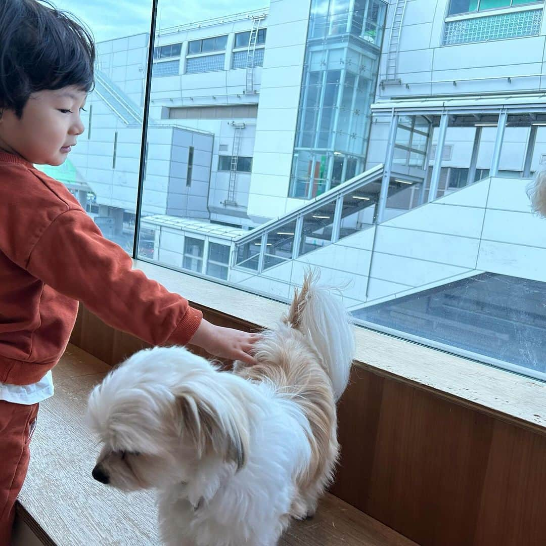 世手子さんのインスタグラム写真 - (世手子Instagram)「PR  Thank you for a wonderful time🐣🦜🐕 Children grow by interacting with animals👏👏👏 We like Tachihi LaLaport😍 @moff_lalaport.tachikawa  #moffanimalcafe #モフアニマルカフェ #犬カフェ #立川カフェ #ふれあい動物園 #moff #ららぽーと立川立飛 #アニマルカフェ #動物カフェ いってきたよ(^ ^) 寿々太郎はんも連れて行けた（＾_＾） かわいい動物たちとのふれあいから学べることってたくさんあるよね(^_^) #立川立飛ららぽーと はお子様のメッカでございます✨✨ わんこも可愛かった（＾_＾） 長男寿司太郎はんは インコもハムスターさんもお手のもの(*ﾟ∀ﾟ*) ひよこさんも可愛かったね(*ﾟ▽ﾟ*) ここはお子様がいつまでもいれちゃう場所^ - ^ またいきたいなぁ(^_^)  今なら 素敵なプレゼントがもらえちゃうょ^_^ Moff animal cafe ららぽーと立川立飛店のInstagramのフォロー画面とこちらのインスタの投稿画面を提示いただくと、ヒヨコのおやつをプレゼント！！ 期間：11月27日～12月11日まで」11月27日 23時08分 - rojide