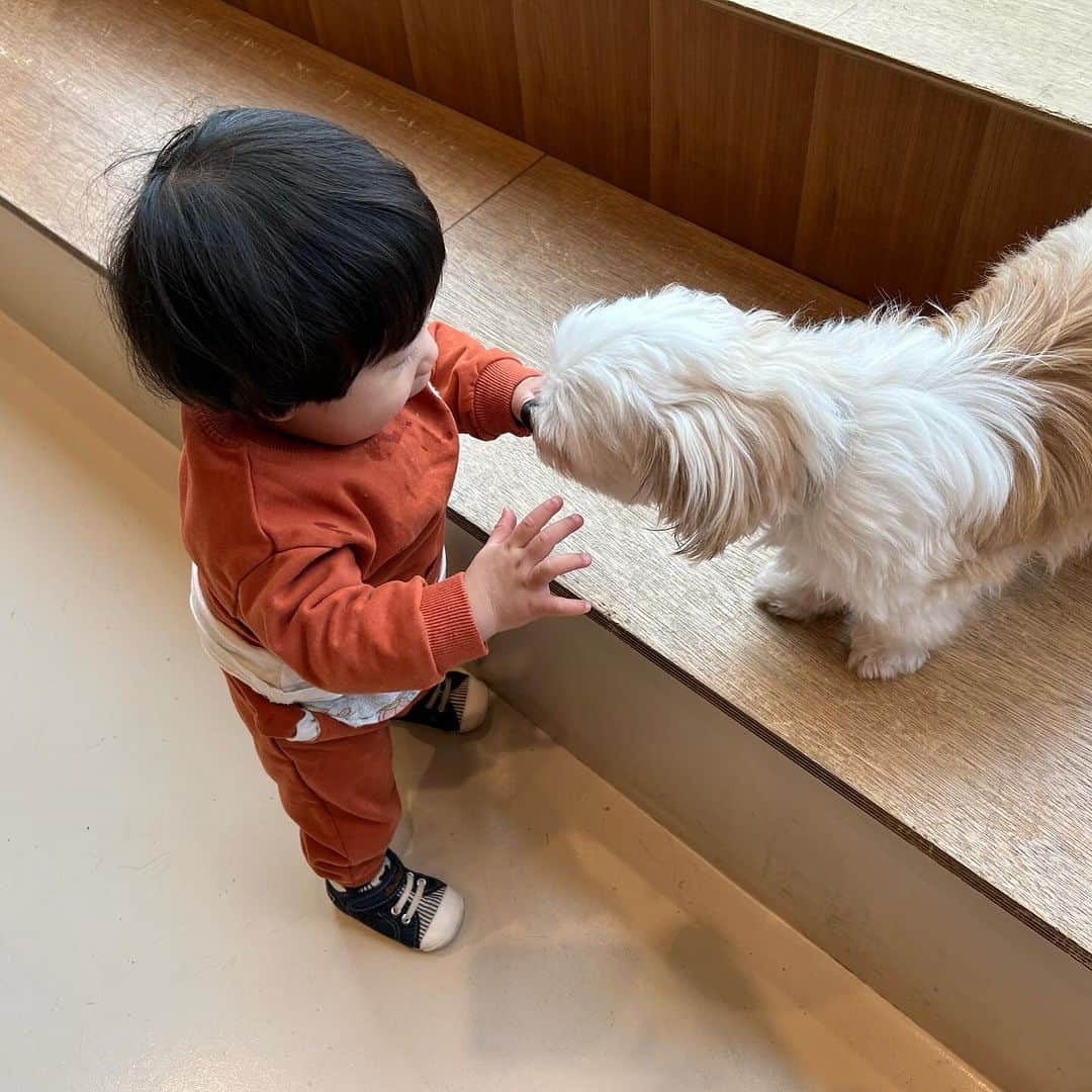 世手子さんのインスタグラム写真 - (世手子Instagram)「PR  Thank you for a wonderful time🐣🦜🐕 Children grow by interacting with animals👏👏👏 We like Tachihi LaLaport😍 @moff_lalaport.tachikawa  #moffanimalcafe #モフアニマルカフェ #犬カフェ #立川カフェ #ふれあい動物園 #moff #ららぽーと立川立飛 #アニマルカフェ #動物カフェ いってきたよ(^ ^) 寿々太郎はんも連れて行けた（＾_＾） かわいい動物たちとのふれあいから学べることってたくさんあるよね(^_^) #立川立飛ららぽーと はお子様のメッカでございます✨✨ わんこも可愛かった（＾_＾） 長男寿司太郎はんは インコもハムスターさんもお手のもの(*ﾟ∀ﾟ*) ひよこさんも可愛かったね(*ﾟ▽ﾟ*) ここはお子様がいつまでもいれちゃう場所^ - ^ またいきたいなぁ(^_^)  今なら 素敵なプレゼントがもらえちゃうょ^_^ Moff animal cafe ららぽーと立川立飛店のInstagramのフォロー画面とこちらのインスタの投稿画面を提示いただくと、ヒヨコのおやつをプレゼント！！ 期間：11月27日～12月11日まで」11月27日 23時08分 - rojide