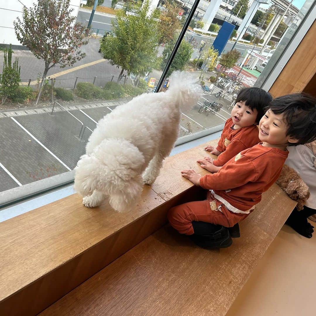 世手子さんのインスタグラム写真 - (世手子Instagram)「PR  Thank you for a wonderful time🐣🦜🐕 Children grow by interacting with animals👏👏👏 We like Tachihi LaLaport😍 @moff_lalaport.tachikawa  #moffanimalcafe #モフアニマルカフェ #犬カフェ #立川カフェ #ふれあい動物園 #moff #ららぽーと立川立飛 #アニマルカフェ #動物カフェ いってきたよ(^ ^) 寿々太郎はんも連れて行けた（＾_＾） かわいい動物たちとのふれあいから学べることってたくさんあるよね(^_^) #立川立飛ららぽーと はお子様のメッカでございます✨✨ わんこも可愛かった（＾_＾） 長男寿司太郎はんは インコもハムスターさんもお手のもの(*ﾟ∀ﾟ*) ひよこさんも可愛かったね(*ﾟ▽ﾟ*) ここはお子様がいつまでもいれちゃう場所^ - ^ またいきたいなぁ(^_^)  今なら 素敵なプレゼントがもらえちゃうょ^_^ Moff animal cafe ららぽーと立川立飛店のInstagramのフォロー画面とこちらのインスタの投稿画面を提示いただくと、ヒヨコのおやつをプレゼント！！ 期間：11月27日～12月11日まで」11月27日 23時08分 - rojide