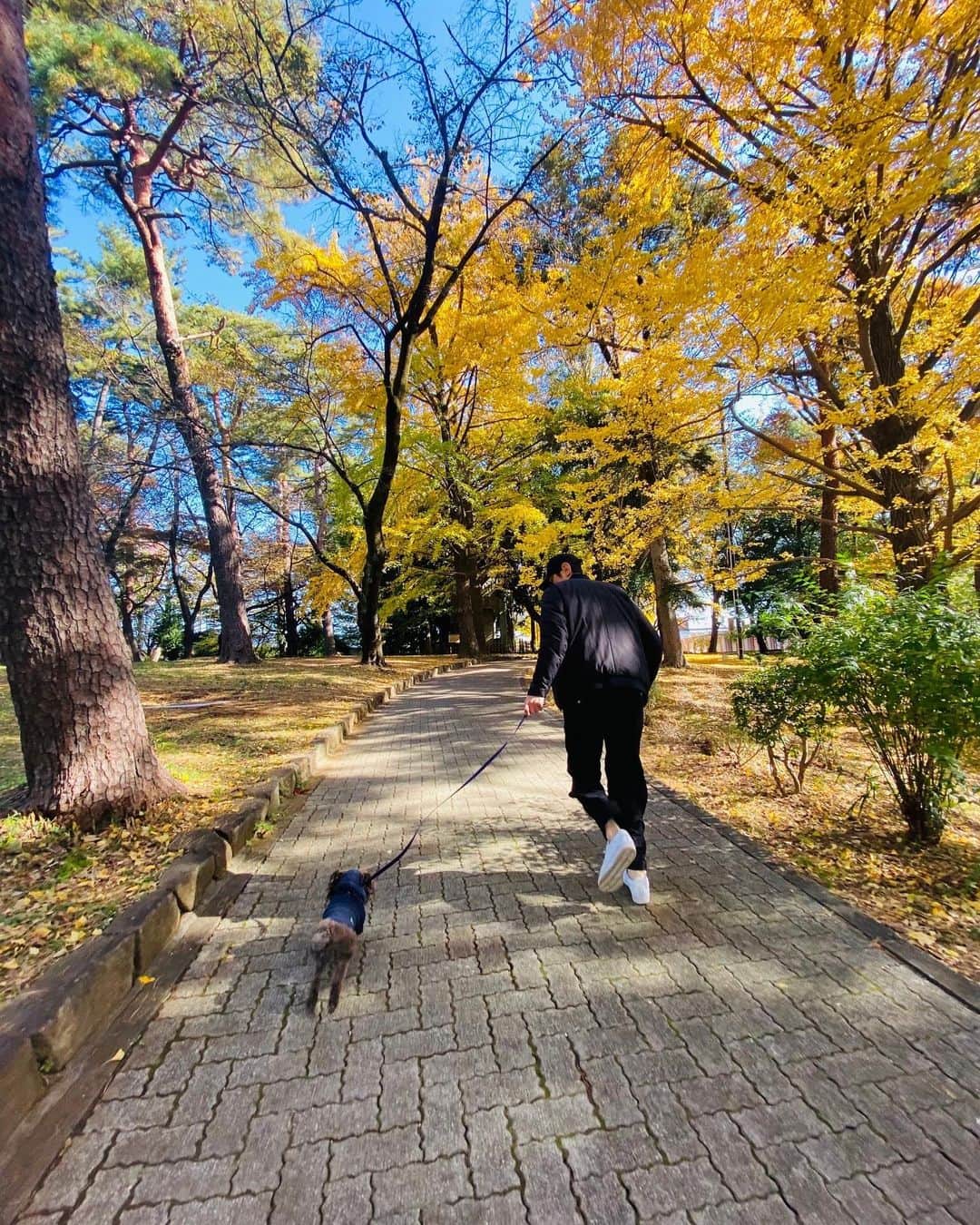 網野友雄さんのインスタグラム写真 - (網野友雄Instagram)「🍁散歩🍂 #紅葉」11月27日 23時11分 - ami_no22