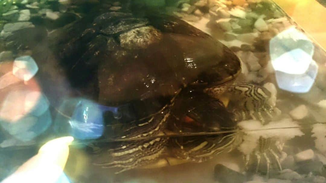 あやみ旬果のインスタグラム：「カメ太ありがと、大好きよ🐢🍀  猫垢と化してたから載せることあんまなかったけど、わたしが初めて迎えた子。20年間お疲れ様💤  またね🌈」