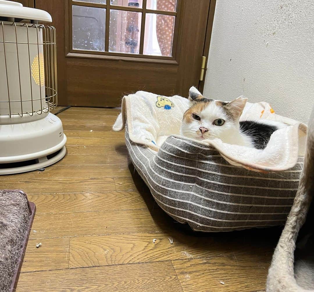 Kachimo Yoshimatsuのインスタグラム：「今年は白いしゅとーぶさん。 あたたかいね〜｡  #うちの猫ら #mikeko #猫 #ねこ #ニャンスタグラム #にゃんすたぐらむ #ねこのきもち #cat #ネコ #catstagram #ネコ部 http://kachimo.exblog.jp」