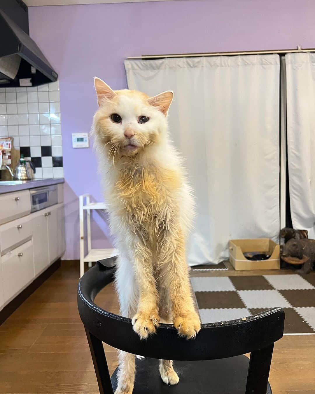 Kachimo Yoshimatsuのインスタグラム：「おかきの胸元が綺麗になってきた。  #うちの猫ら #猫 #okaki #ねこ #ニャンスタグラム #にゃんすたぐらむ #ねこのきもち #cat #ネコ #catstagram #ネコ部 http://kachimo.exblog.jp」