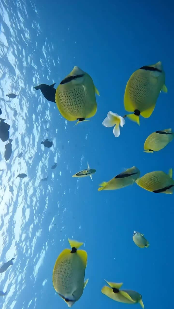 And Youのインスタグラム：「Come dive into the mesmerizing world beneath Hawaii’s crystal-clear waters 🤿🐠」