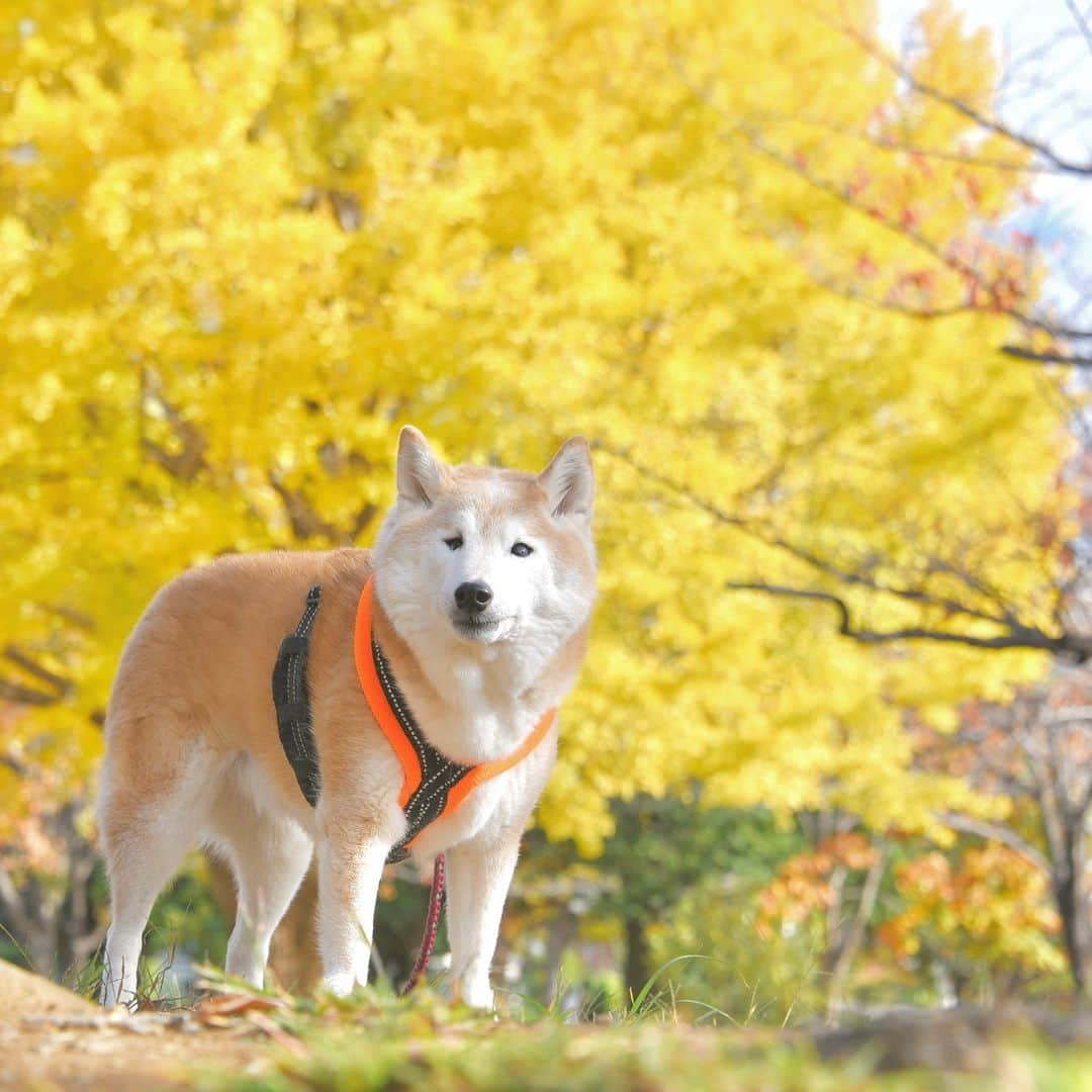 meekooのインスタグラム：「りんごさん、来年も一緒に見にこようね🐕💛  2023.11.25 #秋りんご #15歳9ヵ月」