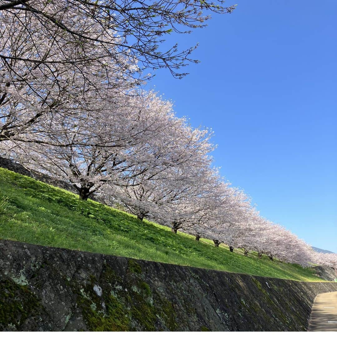 熊本城のインスタグラム：「【熊本城フォトコンニュース📷】 ～「熊本城フォトコンテスト2023上期」の入賞作品決定！その③～  「熊本城フォトコンテスト2023上期」の入賞6作品が決定しました。 現在6回に分けて、1作品ずつ紹介中です！  　・作品タイトル：素敵な桜の道 　・投稿者：ぷちおさん  現在「熊本城フォトコンテスト2023下期」の応募作品を受付しています。 ※応募方法などの詳細は熊本城フォトコンテスト公式サイトへ  今しか見ることのできない熊本城や思い出の熊本城など皆さまの素敵な作品をお待ちしています♪ #kumamoto #japan #japantrip #instagood #instagram #kumamotocastle #日本 #熊本 #熊本城 #城 #castle #加藤清正 #日本100名城 #熊本観光 #観光 #trip #cooljapan #熊本城フォトコンテスト #フォトコン #2023年 #上期 #入賞作品 #下期へ続く」