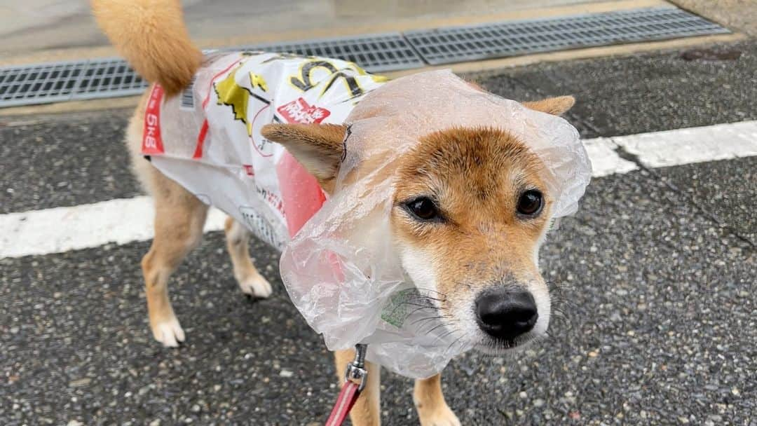 柴犬小春さんのインスタグラム写真 - (柴犬小春Instagram)「頭をレジ袋でガードしたつもりでしたが、顔は丸出しだったことに気付く・・・。 頭のてっぺんとほっぺたは守れたかな？ この日は久しぶりの強い雨の日でした。 ＃米袋レインコート #柴犬小夏 #柴犬」11月28日 9時20分 - kohachannel