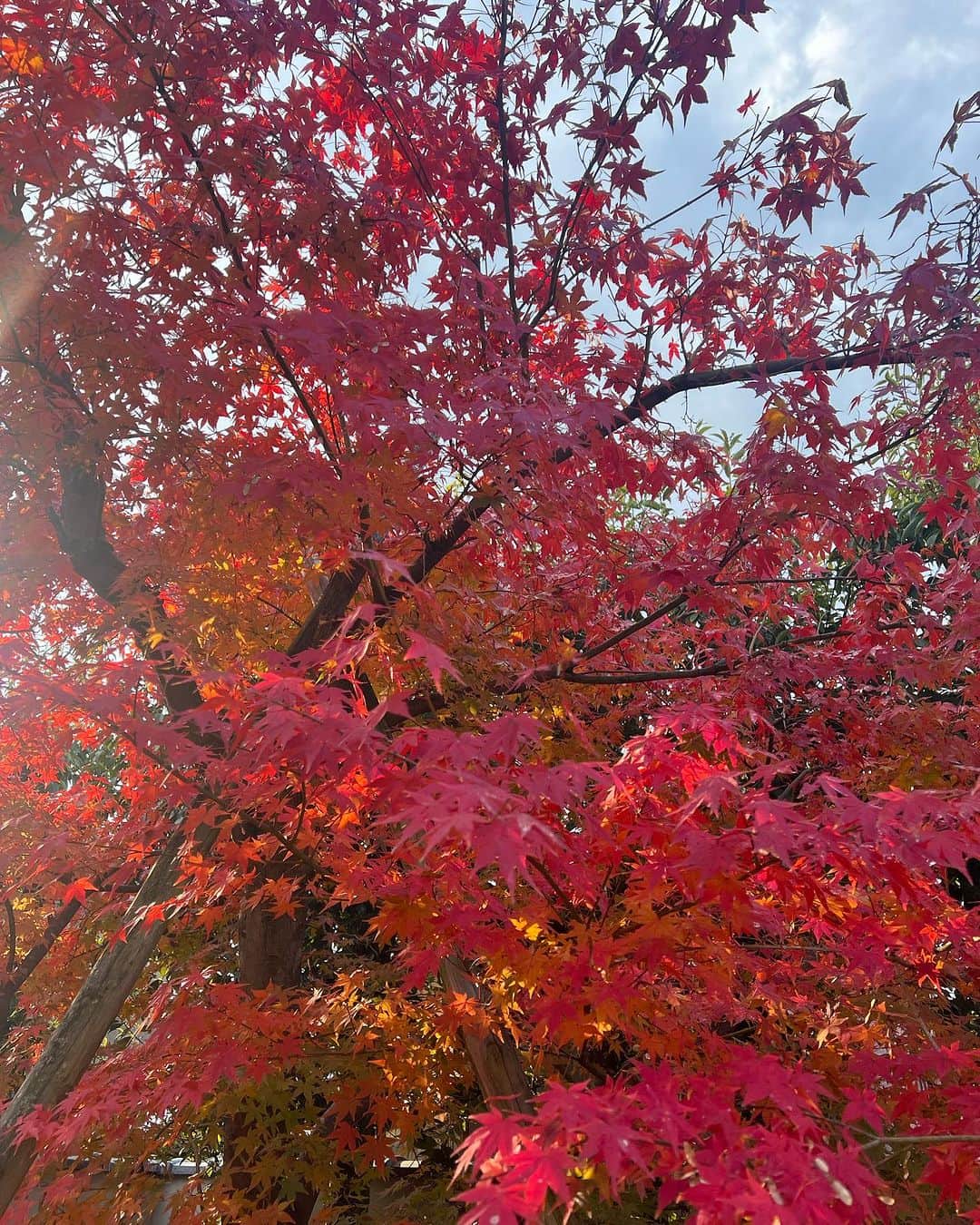 松尾翠さんのインスタグラム写真 - (松尾翠Instagram)「秋の庭も楽しいです。  12月のメイン本には、「香りの扉、草の椅子」をお届けしたことのある萩尾エリ子さんの新刊をお届けします🌿 こちらもあまりにも素晴らしくて… 読んでいるうちに、ふと庭に出たくなりました。  今、紅葉もまさに真っ盛り🍁 家事の合間に、暇さえあれば一本の木を眺めてます🍁色んな角度から色んな飲み物を持って☕️🍵🫖  ほんとは早く取った方がいいであろう蔦も紅葉してて 自然の美しさにハッとします。もうちょっとこのままでいっか。^^; やまぼうしはいち早く色づき、だんだんと葉が落ちています🍂 クリスマスローズ、花が咲かないから別の場所に移そうかなぁ 空き家の鳥小屋は、冬を越えたらだれかくるかしら？ @erieri_63 と作戦を練らなきゃいけません。  大好きなトゥルシーがまだがんばってるのを発見。 乾燥させてハーブティーにしてみんなでいただこう。  今日はワンオペを継続しつつ、午前は自分の日舞のお稽古、戻ったら仕事をして、幼稚園から戻って来たら下2人の習い事。その後はおねぇのお稽古の付き添いもあるので、下2人も連れてまたお稽古場にお邪魔します(🙏)あれこれあれこれ、後半は相変わらず慌ただしそうな予感。 慌ただしい時こそ、ひと息いれることと自然と共にあることと、それからユーモアと、「ま、いっか〜」精神を忍ばせることを忘れずにすごす、カッコウの実験舞台だ、と心に留めて…忘れるけど、思い出そう。 SENSE OF WONDERのカートの準備と本のことも すすめてますよーー！おすすめへの思いは、まだまだ書き終わりません。 オープン、どうかお楽しみに😍✨ @senseofwonder_kyoto  12月1日14時からです 12時からは久しぶりのインスタライブを行います✨  今日もそれぞれの持ち場で 笑顔多めの一日になりますように✨  ハワイでの偶然の(必然の？！)出逢いから始まった日舞のご縁✨ 谷口先生は本当にお人柄も教え方も素晴らしくて、、 今月はおねぇスケジュール的に無理かな〜？と思ってたけど おねぇも自ら「なんとか行きたい！」と😳 朝もちょっと復習して踊ってました。まずは楽しく触れられるのが一番。 ありがたいことです🥹🙏 先生は東京・京都・高山で教えてらっしゃいます✨ @hirokazu_taniguchi_1977   #ひと休み #暮らしの記録 #暮らしを愉しむ#暮らしの記録 #ナチュラルライフ#ハーブティー好き #花束茶 #自然と暮らす #京都暮らし #松尾翠」11月28日 9時51分 - midori.matsuo_official