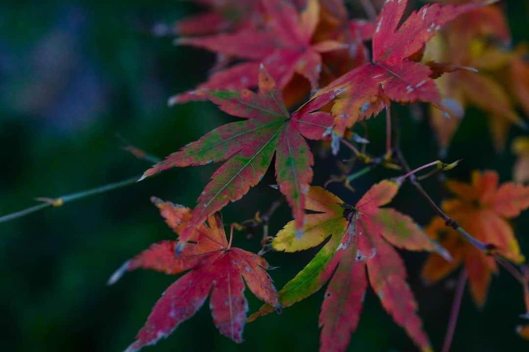 角田美喜のインスタグラム：「今年の気温を象徴している色合いですね🍁紅葉して良いのか緑のままで良いのか？迷いの紅葉😊 #紅葉」