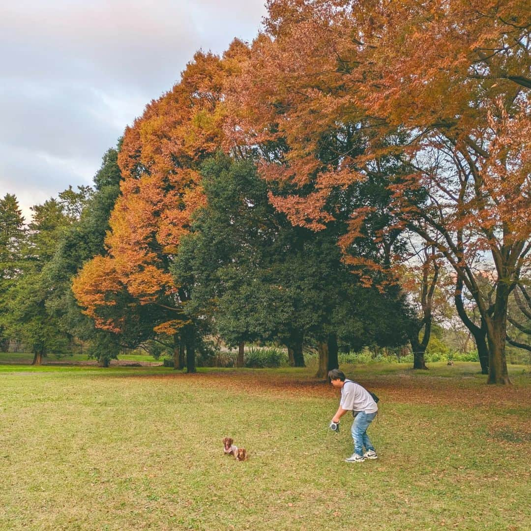 くるみんのインスタグラム：「* 11月5日 野川公園にて  遠くから見たら外国っぽい雰囲気だったから写真撮ったけど、こうやって切り取っちゃうとそうでもなかった💦  ②消しゴムマジックでパパを消してみた 黒い影みたいに残ってる😨 ③当日ストーリーズにあげたけど、11月だというのに桜🌸が咲いてたよ  #カニンヘンダックスフント #カニンヘンダックスフンドチョコタン #カニンヘンダックス多頭飼い #カニンヘンダックスの日常 #カニンヘン #カニンヘンダックス #カニンヘンチョコタン #カニンヘンダックスチョコタン #カニンヘンの会 #カニンヘンダックスフンド #チョコタンダックスフント #チョコタンダックスフンド #チョコタンダックス #チョコタン #ダックス多頭飼い #ダックスフントカニンヘン #ダックスフント #ダックスフンドカニンヘン #ダックスフンドチョコタン #ダックス部 #ダックスフンド #ダックス #ダックスの日常 #ダックス短足部 #いぬバカ部 #いぬすたぐらむ #短足部 #野川公園 #dachshund #dachs」