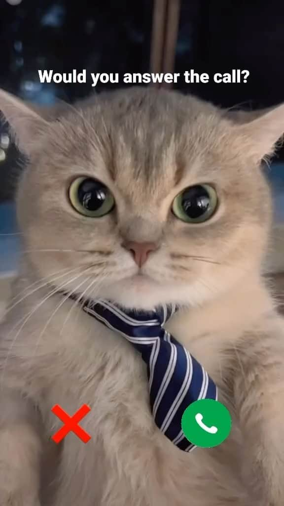 Aww Clubのインスタグラム：「🔊 When your boss calls you after hours …  #meowed #cutecat #cat #soundon #volumeup #OT #boss #theoffice」