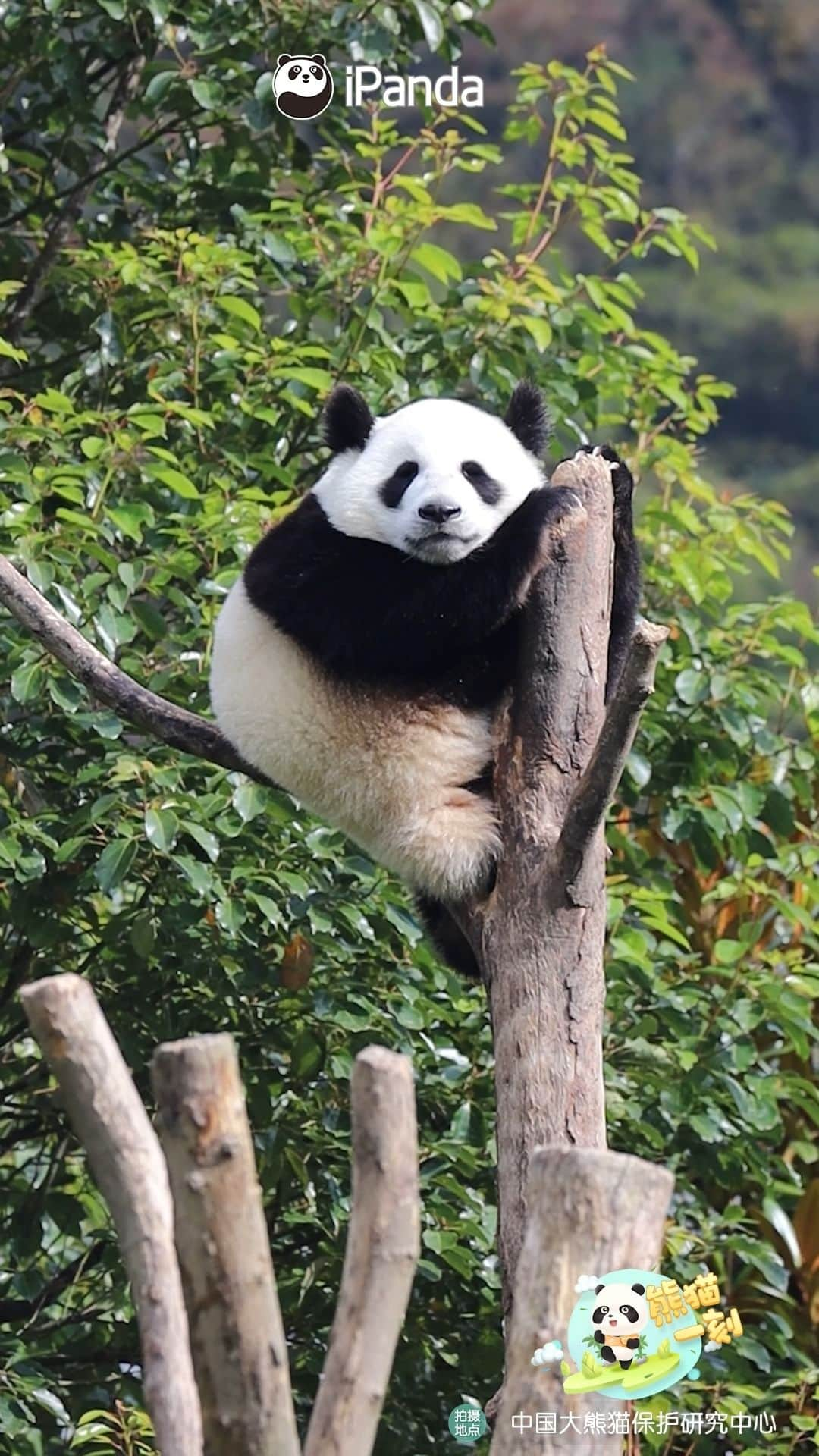 iPandaのインスタグラム：「The tree branch is the most comfortable bed, and my paw is such a perfect pillow. (Yun Duo’s cub) 🐼 🐼 🐼 #Panda #iPanda #Cute #HiPanda #PandaMoment #CCRCGP   For more panda information, please check out: https://en.ipanda.com」