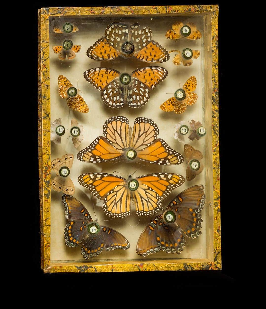 Robert Clarkさんのインスタグラム写真 - (Robert ClarkInstagram)「As I delve into the 100 Terra Bits of photos into my archive I run across images that I, well, frankly have forgotten about.   I had the privilege of shooting the Titian R. Peale Butterfly & Moth Collection, housed at The Academy of Natural Sciences, which is one of the oldest & most quique entomological collections in the Americas. If you are interested in a print or two of these beautiful boxes DM me, I just made two five foot tall prints of the first two pictures in the carousel and I could not be more pleased with the out come.  Peale was an early American naturalist, and a member of a large family of artists & naturalists in Philadelphia. He had an interesting life of examining the natural world, as an early explorer, artist, illustrator, taxidermist & photographic inventor.  His collection #Lepidoptera (butterflies and moths) remained strong & this insect collection remains as a beautiful accomplishments.When he first developed the 'Peale Box' which allowed one to view the specimens from above and below they became the most beautiful to examine the specimens. The last specimens date from 1885, his last year of life. The entire collection remains together in nearly 100 boxes, with additional specimens placed in the main collections of The Academy of Natural Sciences & The Carnegie Museum of Natural History.  The collection was donated to The Academy of Natural Sciences @pennmuseum following Peale's death, and remained relatively unstudied for nearly a century.   I was able to photograph the collection for the #ExelMagazine #DrexelUniversity via the amazing art director #DJPentagram, (DJ Stout) a member of the acclaimed design firm @Pentagram. @DJPentagram.   #mariposa #papillon #borboleta #Farfalla #Motyl #Fluture #Schmetterling #babochka #K'aalo'gii #phyemaleb #meambaw #erveekhei #Hu'die' ##leptir #perhonen #parpar #farasha」11月28日 1時52分 - robertclarkphoto