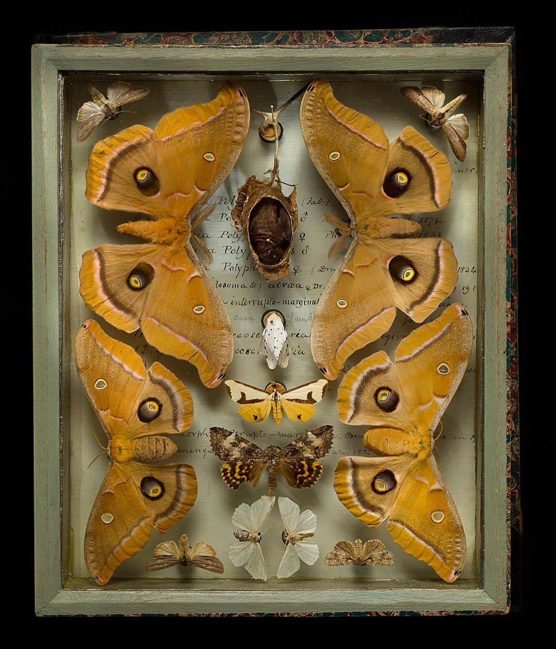 Robert Clarkさんのインスタグラム写真 - (Robert ClarkInstagram)「As I delve into the 100 Terra Bits of photos into my archive I run across images that I, well, frankly have forgotten about.   I had the privilege of shooting the Titian R. Peale Butterfly & Moth Collection, housed at The Academy of Natural Sciences, which is one of the oldest & most quique entomological collections in the Americas. If you are interested in a print or two of these beautiful boxes DM me, I just made two five foot tall prints of the first two pictures in the carousel and I could not be more pleased with the out come.  Peale was an early American naturalist, and a member of a large family of artists & naturalists in Philadelphia. He had an interesting life of examining the natural world, as an early explorer, artist, illustrator, taxidermist & photographic inventor.  His collection #Lepidoptera (butterflies and moths) remained strong & this insect collection remains as a beautiful accomplishments.When he first developed the 'Peale Box' which allowed one to view the specimens from above and below they became the most beautiful to examine the specimens. The last specimens date from 1885, his last year of life. The entire collection remains together in nearly 100 boxes, with additional specimens placed in the main collections of The Academy of Natural Sciences & The Carnegie Museum of Natural History.  The collection was donated to The Academy of Natural Sciences @pennmuseum following Peale's death, and remained relatively unstudied for nearly a century.   I was able to photograph the collection for the #ExelMagazine #DrexelUniversity via the amazing art director #DJPentagram, (DJ Stout) a member of the acclaimed design firm @Pentagram. @DJPentagram.   #mariposa #papillon #borboleta #Farfalla #Motyl #Fluture #Schmetterling #babochka #K'aalo'gii #phyemaleb #meambaw #erveekhei #Hu'die' ##leptir #perhonen #parpar #farasha」11月28日 1時52分 - robertclarkphoto
