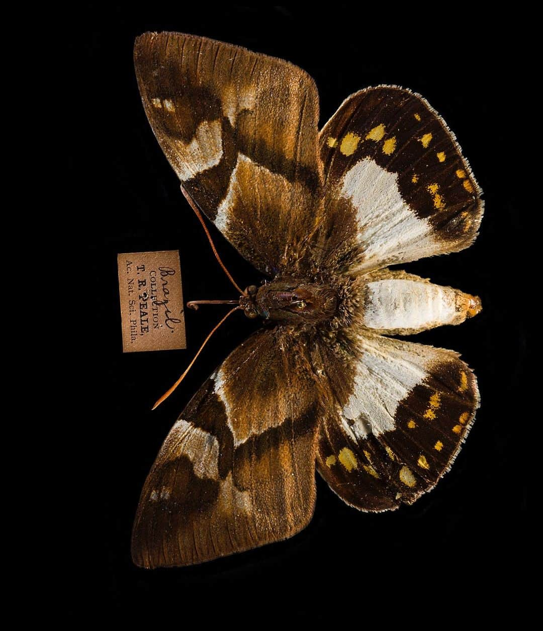 Robert Clarkさんのインスタグラム写真 - (Robert ClarkInstagram)「As I delve into the 100 Terra Bits of photos into my archive I run across images that I, well, frankly have forgotten about.   I had the privilege of shooting the Titian R. Peale Butterfly & Moth Collection, housed at The Academy of Natural Sciences, which is one of the oldest & most quique entomological collections in the Americas. If you are interested in a print or two of these beautiful boxes DM me, I just made two five foot tall prints of the first two pictures in the carousel and I could not be more pleased with the out come.  Peale was an early American naturalist, and a member of a large family of artists & naturalists in Philadelphia. He had an interesting life of examining the natural world, as an early explorer, artist, illustrator, taxidermist & photographic inventor.  His collection #Lepidoptera (butterflies and moths) remained strong & this insect collection remains as a beautiful accomplishments.When he first developed the 'Peale Box' which allowed one to view the specimens from above and below they became the most beautiful to examine the specimens. The last specimens date from 1885, his last year of life. The entire collection remains together in nearly 100 boxes, with additional specimens placed in the main collections of The Academy of Natural Sciences & The Carnegie Museum of Natural History.  The collection was donated to The Academy of Natural Sciences @pennmuseum following Peale's death, and remained relatively unstudied for nearly a century.   I was able to photograph the collection for the #ExelMagazine #DrexelUniversity via the amazing art director #DJPentagram, (DJ Stout) a member of the acclaimed design firm @Pentagram. @DJPentagram.   #mariposa #papillon #borboleta #Farfalla #Motyl #Fluture #Schmetterling #babochka #K'aalo'gii #phyemaleb #meambaw #erveekhei #Hu'die' ##leptir #perhonen #parpar #farasha」11月28日 1時52分 - robertclarkphoto