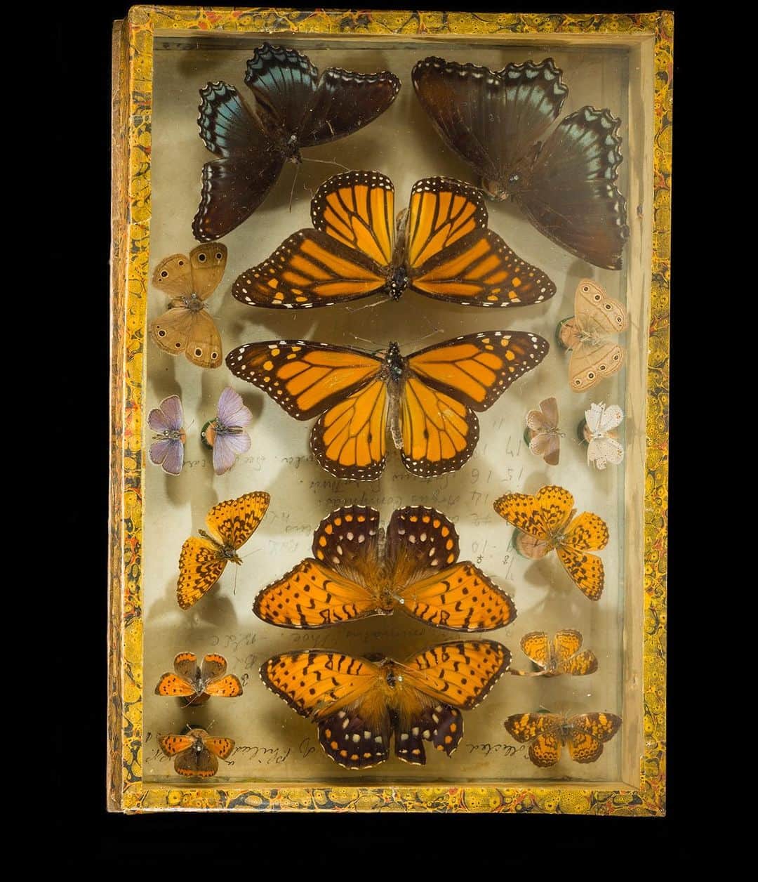 Robert Clarkさんのインスタグラム写真 - (Robert ClarkInstagram)「As I delve into the 100 Terra Bits of photos into my archive I run across images that I, well, frankly have forgotten about.   I had the privilege of shooting the Titian R. Peale Butterfly & Moth Collection, housed at The Academy of Natural Sciences, which is one of the oldest & most quique entomological collections in the Americas. If you are interested in a print or two of these beautiful boxes DM me, I just made two five foot tall prints of the first two pictures in the carousel and I could not be more pleased with the out come.  Peale was an early American naturalist, and a member of a large family of artists & naturalists in Philadelphia. He had an interesting life of examining the natural world, as an early explorer, artist, illustrator, taxidermist & photographic inventor.  His collection #Lepidoptera (butterflies and moths) remained strong & this insect collection remains as a beautiful accomplishments.When he first developed the 'Peale Box' which allowed one to view the specimens from above and below they became the most beautiful to examine the specimens. The last specimens date from 1885, his last year of life. The entire collection remains together in nearly 100 boxes, with additional specimens placed in the main collections of The Academy of Natural Sciences & The Carnegie Museum of Natural History.  The collection was donated to The Academy of Natural Sciences @pennmuseum following Peale's death, and remained relatively unstudied for nearly a century.   I was able to photograph the collection for the #ExelMagazine #DrexelUniversity via the amazing art director #DJPentagram, (DJ Stout) a member of the acclaimed design firm @Pentagram. @DJPentagram.   #mariposa #papillon #borboleta #Farfalla #Motyl #Fluture #Schmetterling #babochka #K'aalo'gii #phyemaleb #meambaw #erveekhei #Hu'die' ##leptir #perhonen #parpar #farasha」11月28日 1時52分 - robertclarkphoto