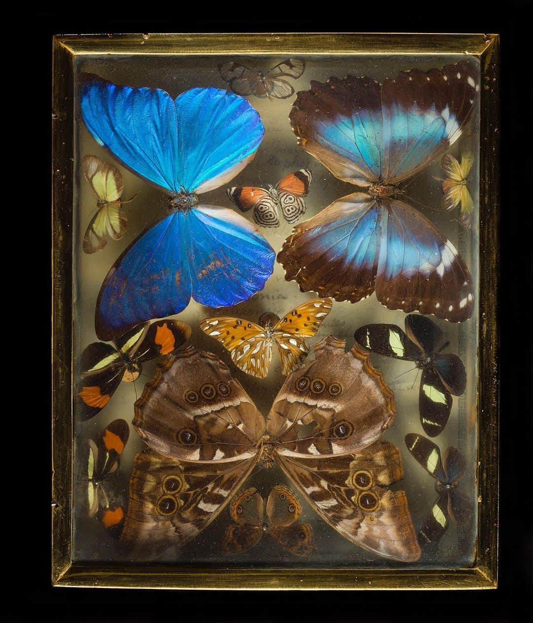 Robert Clarkさんのインスタグラム写真 - (Robert ClarkInstagram)「As I delve into the 100 Terra Bits of photos into my archive I run across images that I, well, frankly have forgotten about.   I had the privilege of shooting the Titian R. Peale Butterfly & Moth Collection, housed at The Academy of Natural Sciences, which is one of the oldest & most quique entomological collections in the Americas. If you are interested in a print or two of these beautiful boxes DM me, I just made two five foot tall prints of the first two pictures in the carousel and I could not be more pleased with the out come.  Peale was an early American naturalist, and a member of a large family of artists & naturalists in Philadelphia. He had an interesting life of examining the natural world, as an early explorer, artist, illustrator, taxidermist & photographic inventor.  His collection #Lepidoptera (butterflies and moths) remained strong & this insect collection remains as a beautiful accomplishments.When he first developed the 'Peale Box' which allowed one to view the specimens from above and below they became the most beautiful to examine the specimens. The last specimens date from 1885, his last year of life. The entire collection remains together in nearly 100 boxes, with additional specimens placed in the main collections of The Academy of Natural Sciences & The Carnegie Museum of Natural History.  The collection was donated to The Academy of Natural Sciences @pennmuseum following Peale's death, and remained relatively unstudied for nearly a century.   I was able to photograph the collection for the #ExelMagazine #DrexelUniversity via the amazing art director #DJPentagram, (DJ Stout) a member of the acclaimed design firm @Pentagram. @DJPentagram.   #mariposa #papillon #borboleta #Farfalla #Motyl #Fluture #Schmetterling #babochka #K'aalo'gii #phyemaleb #meambaw #erveekhei #Hu'die' ##leptir #perhonen #parpar #farasha」11月28日 1時52分 - robertclarkphoto