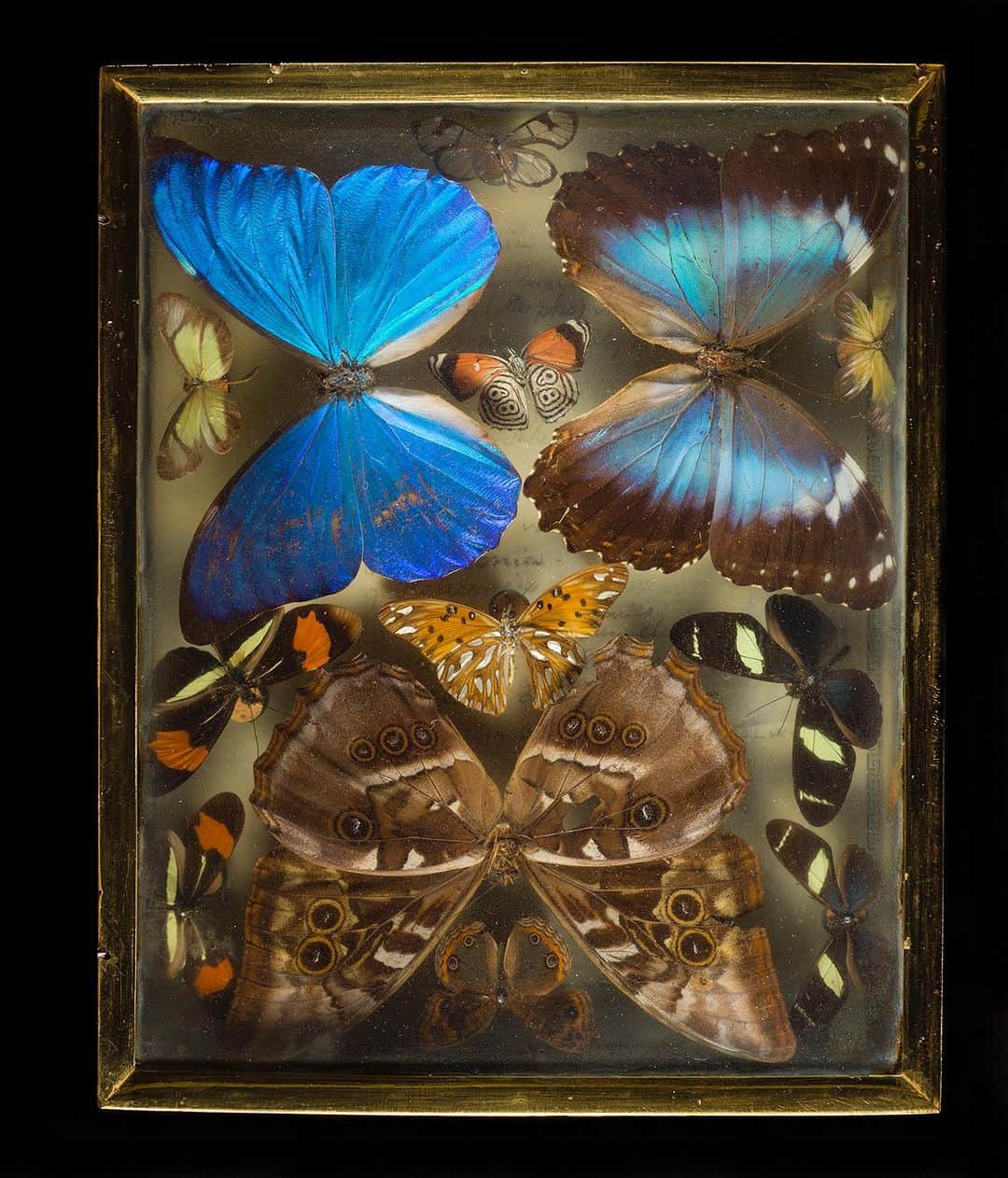 Robert Clarkのインスタグラム：「As I delve into the 100 Terra Bits of photos into my archive I run across images that I, well, frankly have forgotten about.   I had the privilege of shooting the Titian R. Peale Butterfly & Moth Collection, housed at The Academy of Natural Sciences, which is one of the oldest & most quique entomological collections in the Americas. If you are interested in a print or two of these beautiful boxes DM me, I just made two five foot tall prints of the first two pictures in the carousel and I could not be more pleased with the out come.  Peale was an early American naturalist, and a member of a large family of artists & naturalists in Philadelphia. He had an interesting life of examining the natural world, as an early explorer, artist, illustrator, taxidermist & photographic inventor.  His collection #Lepidoptera (butterflies and moths) remained strong & this insect collection remains as a beautiful accomplishments.When he first developed the 'Peale Box' which allowed one to view the specimens from above and below they became the most beautiful to examine the specimens. The last specimens date from 1885, his last year of life. The entire collection remains together in nearly 100 boxes, with additional specimens placed in the main collections of The Academy of Natural Sciences & The Carnegie Museum of Natural History.  The collection was donated to The Academy of Natural Sciences @pennmuseum following Peale's death, and remained relatively unstudied for nearly a century.   I was able to photograph the collection for the #ExelMagazine #DrexelUniversity via the amazing art director #DJPentagram, (DJ Stout) a member of the acclaimed design firm @Pentagram. @DJPentagram.   #mariposa #papillon #borboleta #Farfalla #Motyl #Fluture #Schmetterling #babochka #K'aalo'gii #phyemaleb #meambaw #erveekhei #Hu'die' ##leptir #perhonen #parpar #farasha」