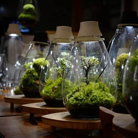 Mosslight-LEDのインスタグラム：「Mosslight   @aquru_newt_life  撮影  #mosslight #モスライト #テラリウム #terrarium#moss#コケ」