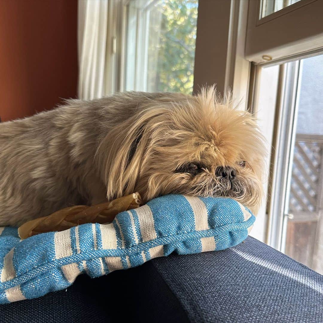 Dougie the Shih Tzuのインスタグラム：「Packed a lunch.」