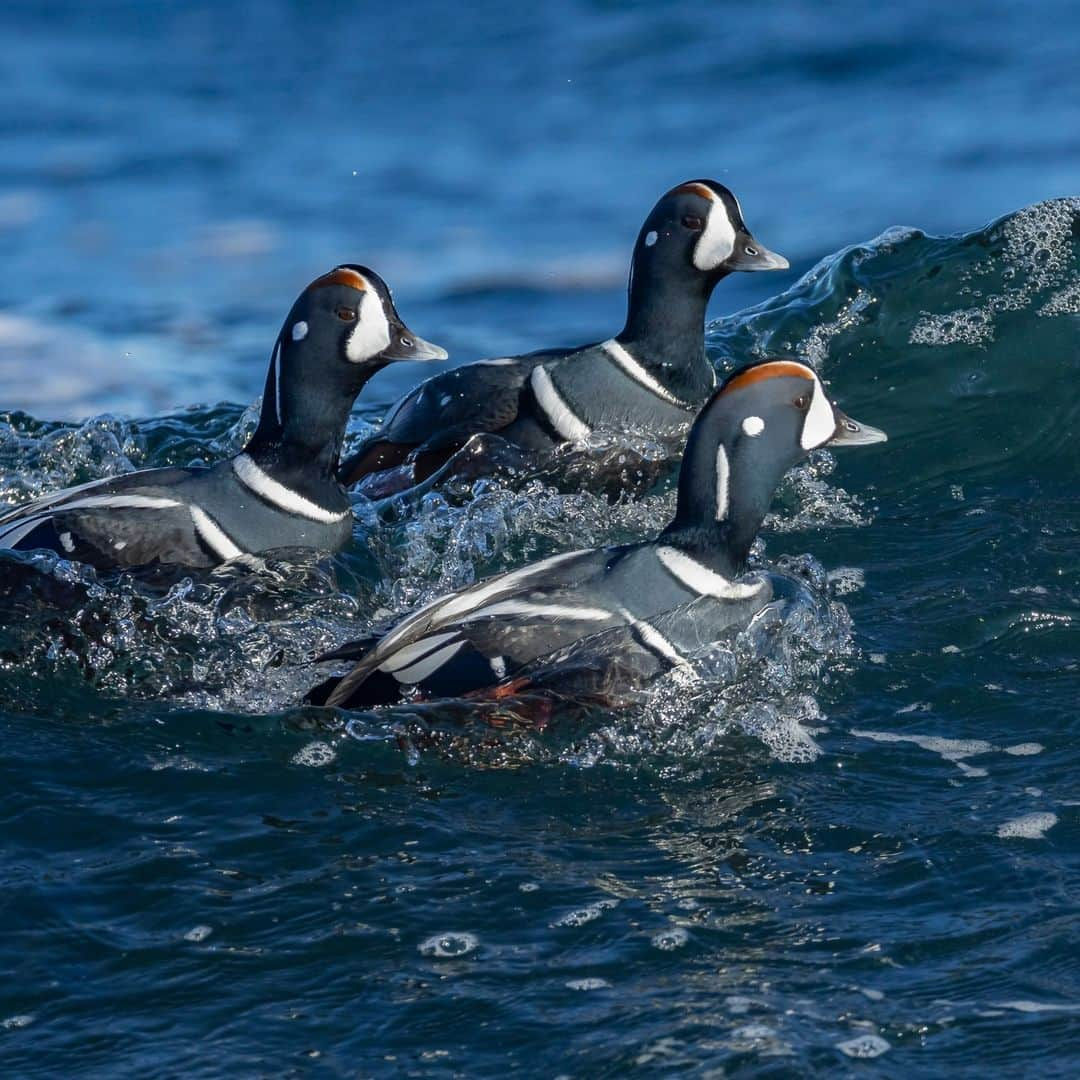 ナショナルジオグラフィックさんのインスタグラム写真 - (ナショナルジオグラフィックInstagram)「Photos by @TimLaman | Harlequin ducks cavort in the surf at Cape Ann, Massachusetts, this past weekend. Hanging out in small groups and diving for crabs, these ducks are totally at home in the surf zone, and many spend the winter off the coast here. In image 3, a duck throws up a curtain of water as it punches through the lip of a wave. Follow @TimLaman to see more of my bird photography and learn how I approach it.」11月28日 5時00分 - natgeo