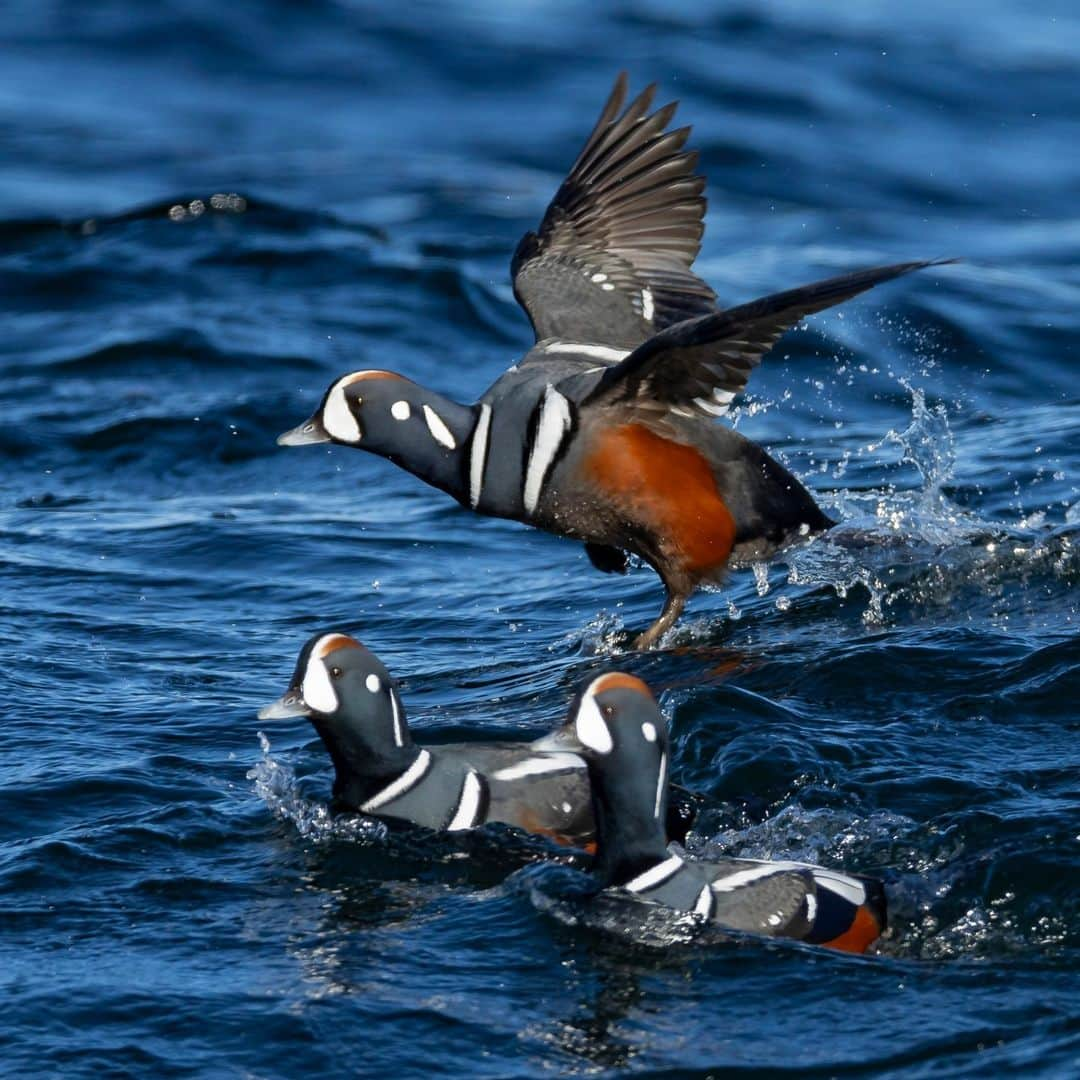 ナショナルジオグラフィックさんのインスタグラム写真 - (ナショナルジオグラフィックInstagram)「Photos by @TimLaman | Harlequin ducks cavort in the surf at Cape Ann, Massachusetts, this past weekend. Hanging out in small groups and diving for crabs, these ducks are totally at home in the surf zone, and many spend the winter off the coast here. In image 3, a duck throws up a curtain of water as it punches through the lip of a wave. Follow @TimLaman to see more of my bird photography and learn how I approach it.」11月28日 5時00分 - natgeo