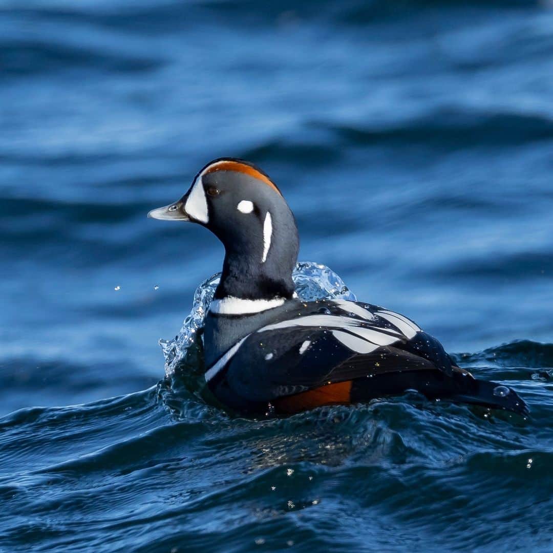 ナショナルジオグラフィックのインスタグラム：「Photos by @TimLaman | Harlequin ducks cavort in the surf at Cape Ann, Massachusetts, this past weekend. Hanging out in small groups and diving for crabs, these ducks are totally at home in the surf zone, and many spend the winter off the coast here. In image 3, a duck throws up a curtain of water as it punches through the lip of a wave. Follow @TimLaman to see more of my bird photography and learn how I approach it.」