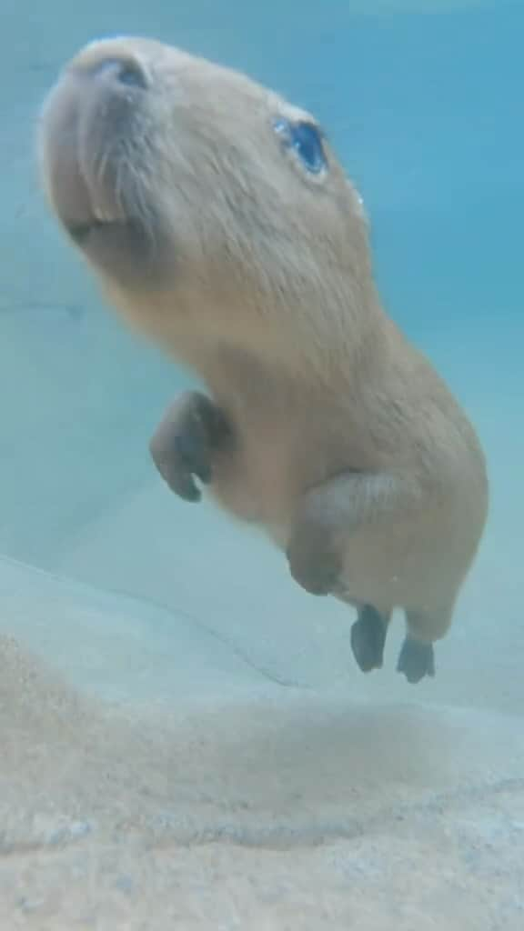 San Diego Zooのインスタグラム：「Suit up for a capybara swim lesson 🏊‍♂️  #Capybara #Swim #HappyCapy #SanDiegoZoo」