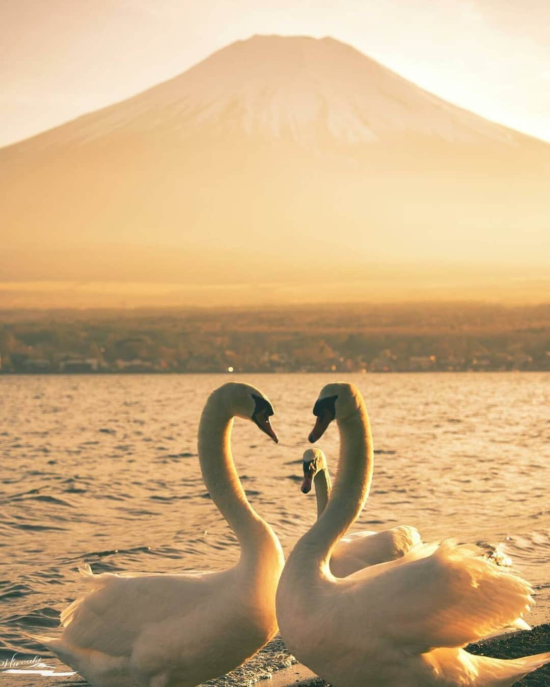 東京カメラ部公式さんのインスタグラム写真 - (東京カメラ部公式Instagram)「「Birders Gallery」Instagramアカウント（ @birdersgallery ）への @ebimayo_mtfuji_japan さんの投稿作品。シェア＆コメント大歓迎です。 .  @birdersgallery では、「 #birders_gallery 」をつけてInstagramに投稿された、皆さまの鳥・野鳥の写真を紹介中。カメラや写真がお好きな方は、どなたでも大歓迎です。 . ※各種法令、マナー、関係者の指示に従った撮影をお願いします。 *Please ensure that your photography adheres to all relevant laws, etiquette, and instructions issued by authorized persons. ※本アカウントは東京カメラ部がFacebook、Instagramのサービスを利用して運営しているもので、Meta社・Instagramとは一切関係ありません。 . 【ご注意ください】 東京カメラ部を名乗るなりすましアカウントが確認されています。東京カメラ部Instagramアカウントは、利用（投稿、閲覧）のために費用をいただくことはありません。 東京カメラ部に関連するアカウントは東京カメラ部（ @tokyocameraclub ）がフォローしているアカウントのみとなります。（tuchong_opensee除く） . Follow: @birdersgallery . #birders_gallery #birders #birderslife #野鳥 #野鳥撮影 #tokyocameraclub #東京カメラ部 #Photo #写真」11月28日 6時30分 - tokyocameraclub