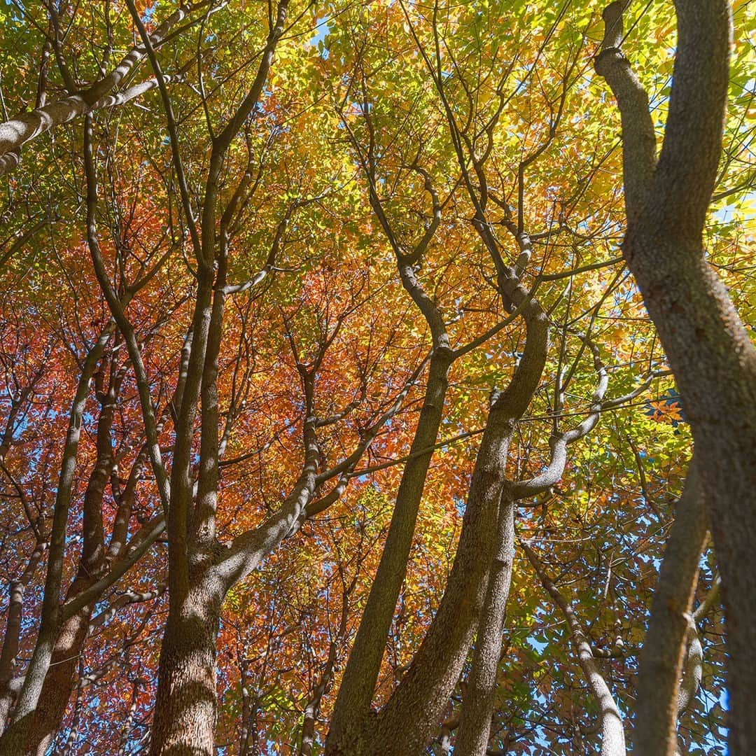 ニューヨーク植物園のインスタグラム：「While the holidays are here in full swing, and the temperatures are tumbling, you can still find moments of fall beauty in the final weeks of the season—especially among the maples. 🍁  Be sure and make time this week to seek out these scenes during your trip to the Holiday Train Show (we recommend the Thain Forest and Ross Conifer Arboretum to start!) 🌲  #Acer ‘Cinnamon Girl’」