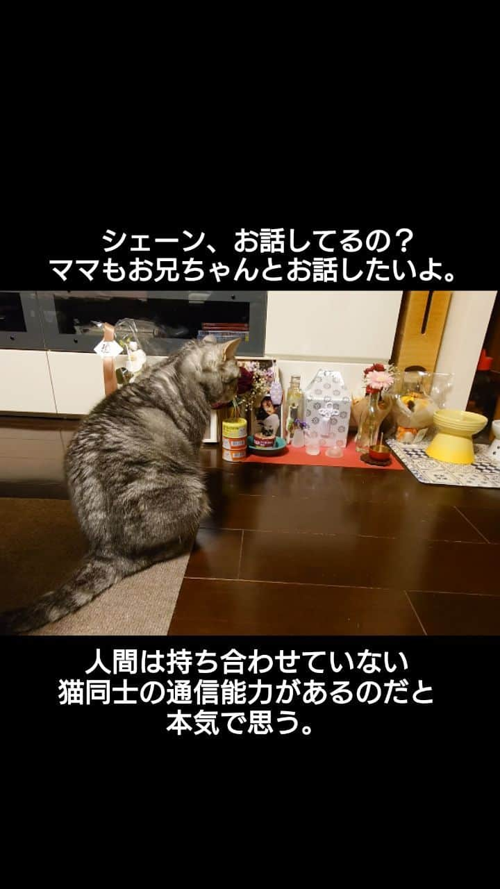 伊勢みずほのインスタグラム：「なんで私は猫じゃないんだろう。 一分でいいから猫になれたらいいのに。  #メルシー #シェーン #愛してる #猫部 #猫になりたい」