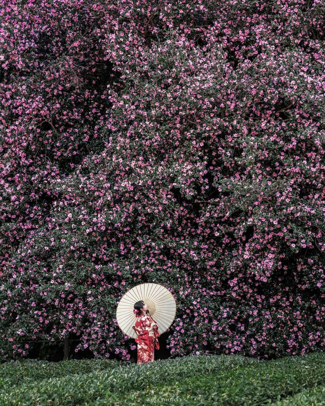 コサのインスタグラム：「これ全部が山茶花なんだぜぇ〜  エグない？ この大きさは凄すぎ❣️ . Location:三重 Mie /Japan🇯🇵 Date:2023年11月 Camera:Z9 / Z 50mm f1.2 in frame: @chami_2nd . #tokyocameraclub #art_of_japan_ #jgrv_member #team_jp_ #photo_jpn #sorakataphoto #LBJ_KING #bestjapanpics #広がり同盟メンバー #special_spot_legend #山茶花 #粥見のサザンカ #visitmie #flower_special_ #ip_blossoms #tv_flowers #wp_flowers #ip_for_blossoms #jp_portrait_collection #ポトレファン倶楽部 #ポトレ撮影隊 #jp_mood #jp_portrait部 #clv_galerie #japancityblues #deaf_b_j_  #japan_best_pic #じゃびふる #invisible_cool_part #NICOSTOP」