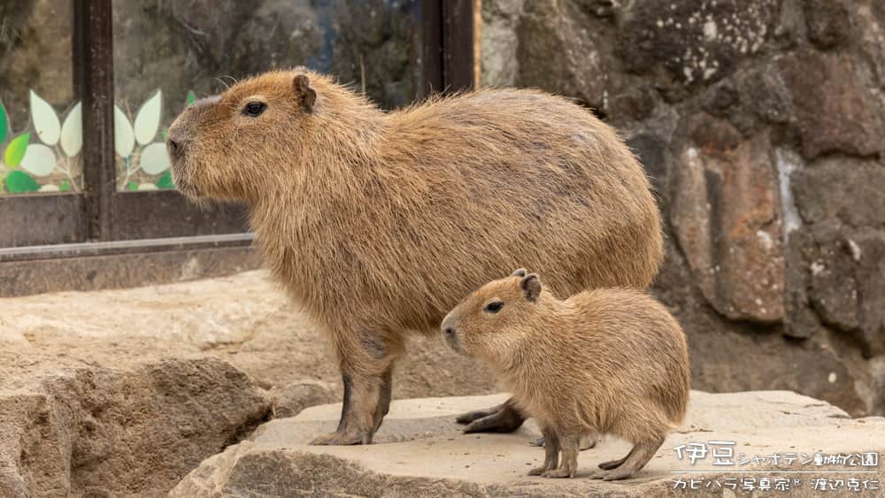 渡辺克仁さんのインスタグラム写真 - (渡辺克仁Instagram)「おはようございます。  #カピバラ #水豚 #capybara #おはよう」11月28日 7時00分 - katsuhito.watanabe