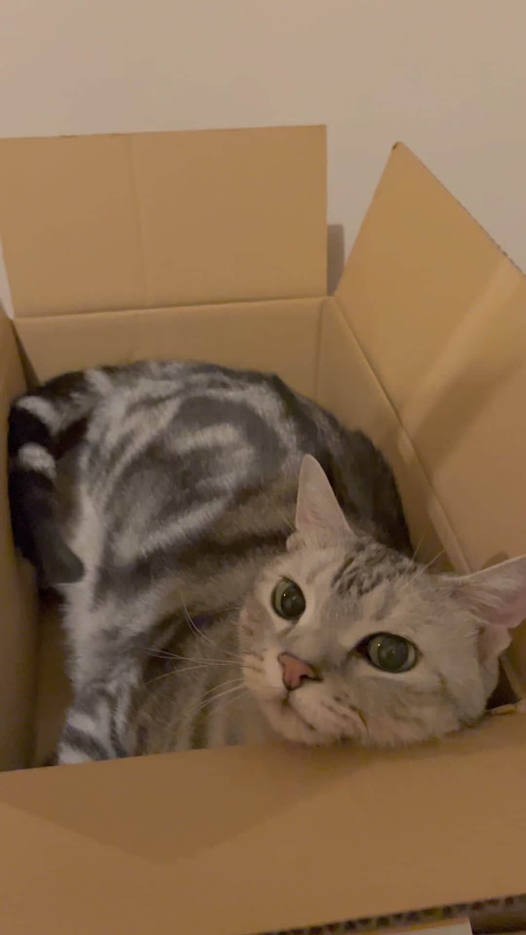 Alain アランのインスタグラム：「It is blissful to relax inside a box📦😽.  * 箱の中でくつろぐのは、幸せにゃよ📦😽。  ※アランのカレンダー2024、作りました。詳しくはハイライトから！  #catstagram #cat_features  #topcatphoto #cutepetclub #catsofinstagram #cats_of_world #excellent_cats #catstocker  #bestmeow #bestcats_oftheworld #INSTACAT_MEOWS #peco #animalsco #mofmo #みんねこ #ふわもこ部 #ねこのきもち #アメショー #猫好きさんとつながりたい #nekoclub #にゃんグラム #アメショ#アメショシルバータビー」