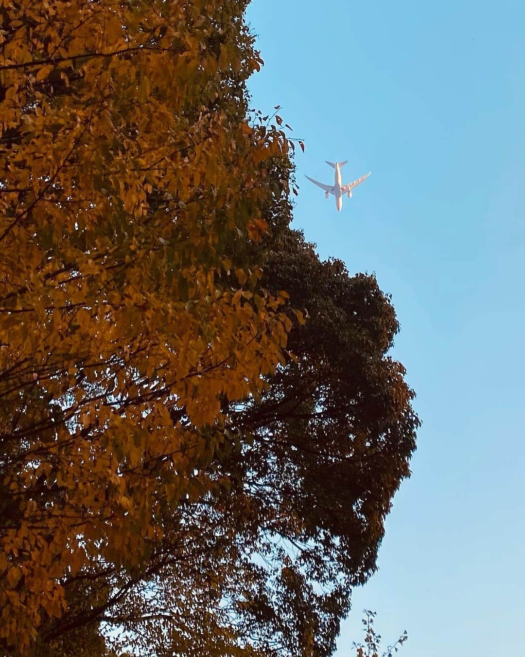 寺川奈津美さんのインスタグラム写真 - (寺川奈津美Instagram)「飛行機がフレームインしてくれた。 #おはようございます😃 #全国的に朝の冷え込み緩む #東京は22度予想 #日本海側は午後から気温急降下 #きょうもNラジ #よろしくお願い致します」11月28日 8時02分 - natumikannnn