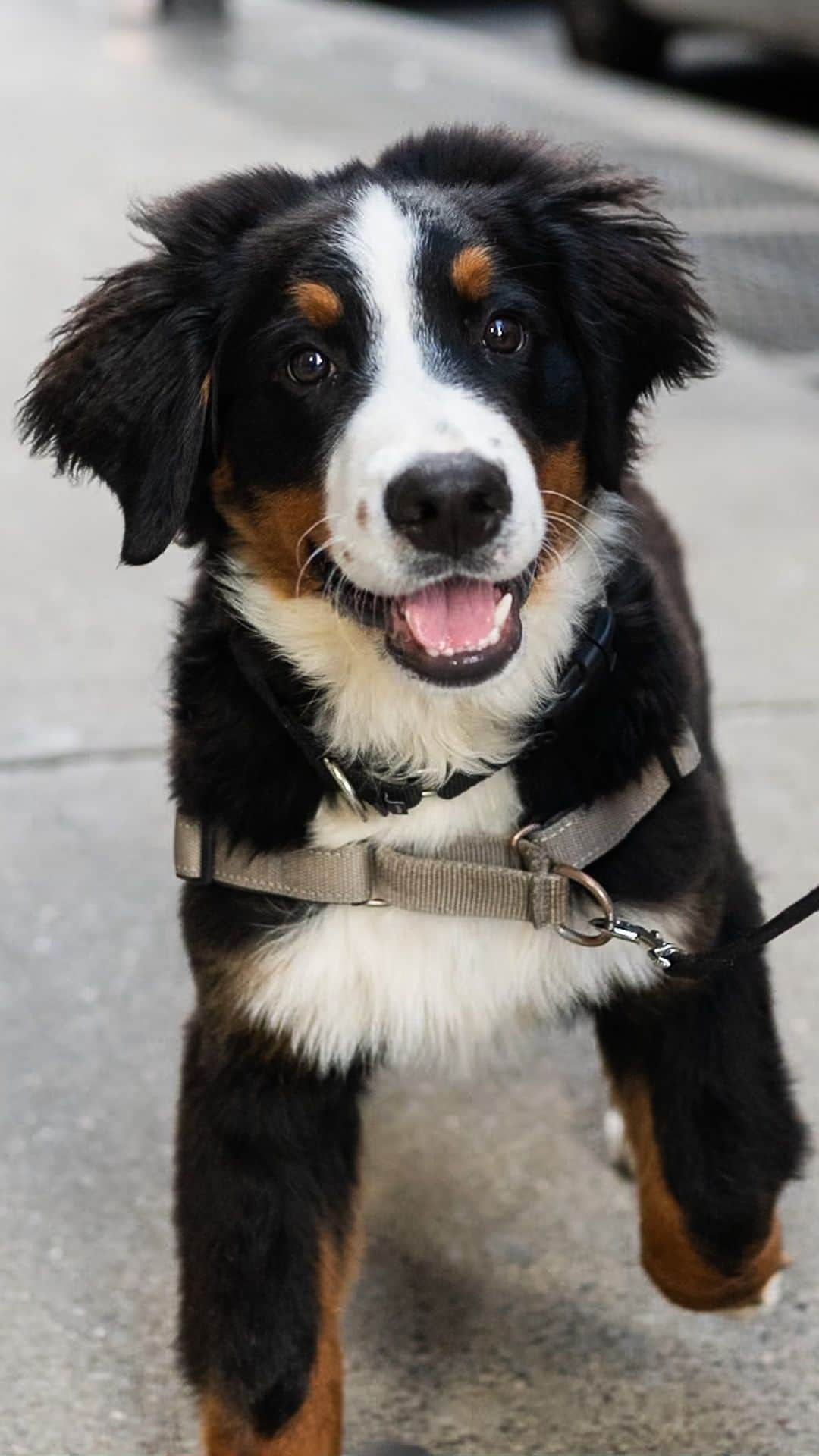 The Dogistのインスタグラム：「Manny, Bernese Mountain Dog (4 m/o), Prince & Broadway, New York, NY • “He’s goofy and friendly, and he gets along with the baby.”」