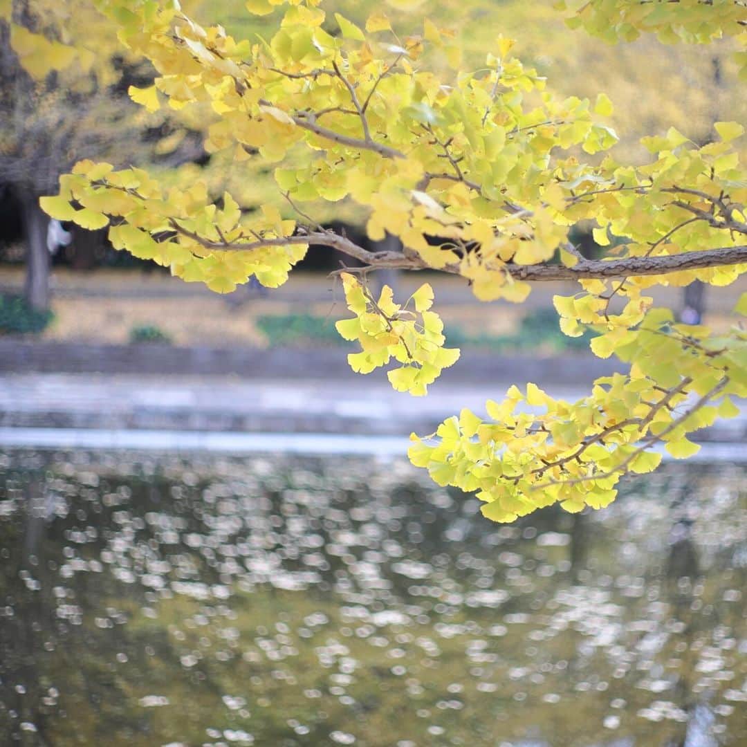 kiccyomuのインスタグラム：「☁️ 2023.11.28 Tue #昭和記念公園 #紅葉 🍁  ようやく色付いている紅葉🍁 こちらの銀杏並木の そろそろ見頃でしょうか？  location #東京 ❣️ 📷撮影 2023年11月16日」