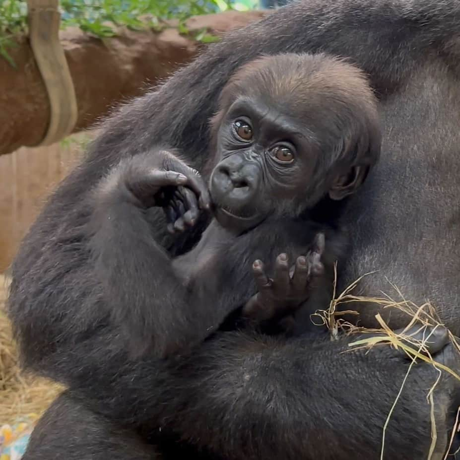 スミソニアン国立動物園さんのインスタグラム写真 - (スミソニアン国立動物園Instagram)「❤️🦍 Time flies: our western lowland gorilla infant Zahra is 6 months old today. Her personality is starting to emerge – she’s curious and a little sassy! Check out the latest #GorillaStory update from assistant curator Emily Bricker. ✏️STORY: https://s.si.edu/49S1THk. (Link in bio.) . . .  Image description: Western lowland gorilla infant Zahra is nestled in the crook of her mother Calaya's arm as she forages for food. Zahra is looking directly at the viewer, with her hand curled near her mouth.」11月28日 8時45分 - smithsonianzoo