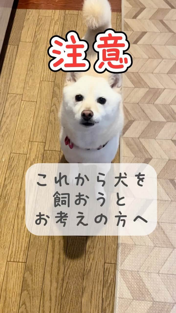 ヤンチャな豆柴『豆千代くん』の日常です?のインスタグラム：「【注意】犬を飼うとこういうリスクがあります💓 ※お友だちにもシェアして教えてあげてください！🥰 ::::::::::୨୧::::::::::୨୧::::::::::୨୧:::::::::::⁣ 過去の豆柴夫婦はコチラ(ᐡ •͈ ·̫ •͈ ᐡ)⁣ @mamechiyo728⁣ ::::::::::୨୧::::::::::୨୧::::::::::୨୧:::::::::::⁣ ⁣ -————✩—————⁣ #豆柴夫婦　#豆千代くんとモチ代さん⁣  #shibadog #豆柴 #柴犬  #shiba  #shibainu  #mameshiba #dog #ペット　#Pet⁣ -————✩——」