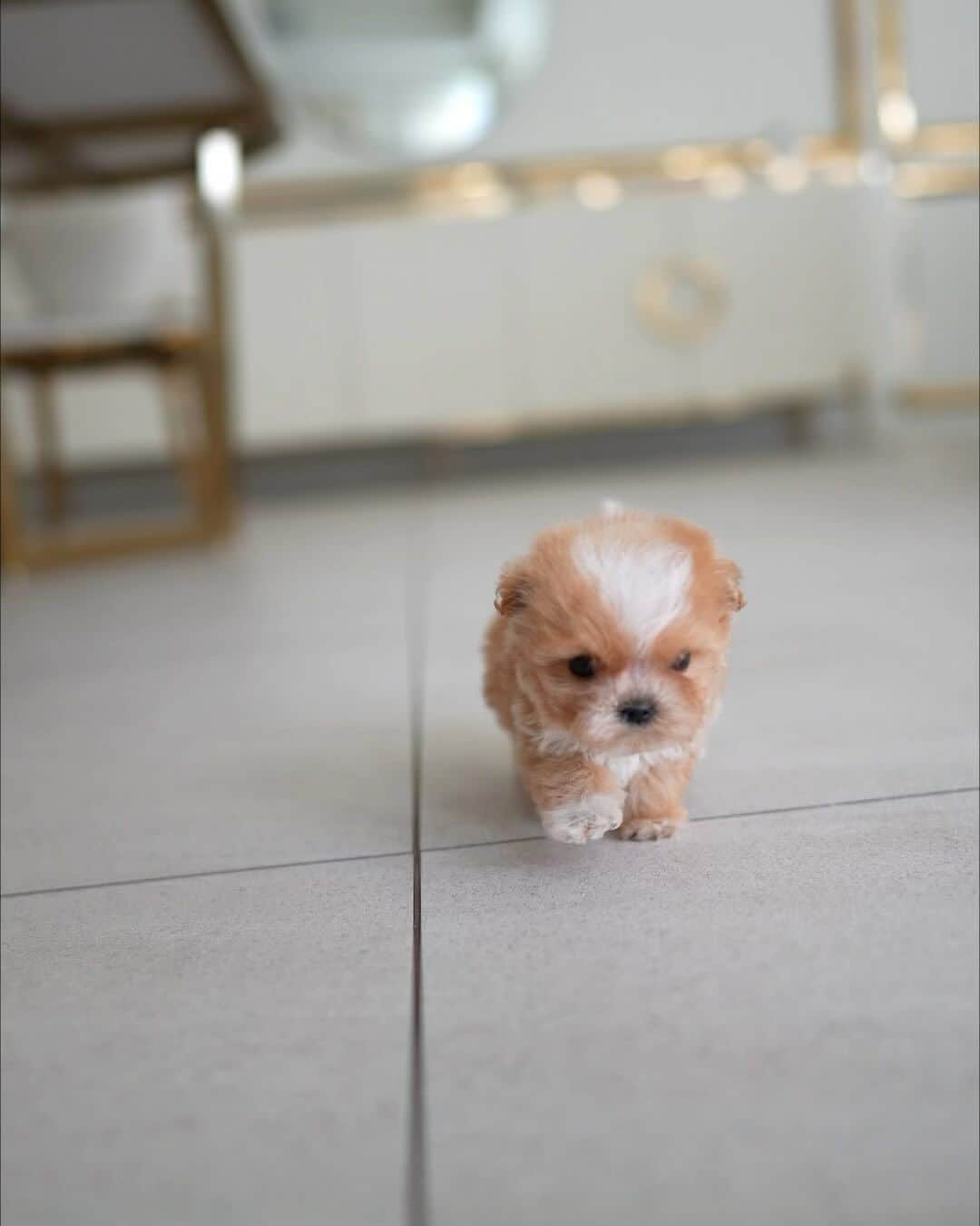 Rolly Pups INCのインスタグラム：「Short little legs, short little muzzle, short little everything😍 parti cream Maltipoo Prince is finally here at Rolly❤️」