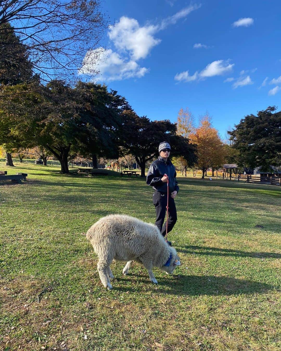 松井利樹さんのインスタグラム写真 - (松井利樹Instagram)「かわいいすぎるWhen I go to see him, he is always eating grass🌱🐑🤍」11月28日 18時24分 - rikimatsui.official