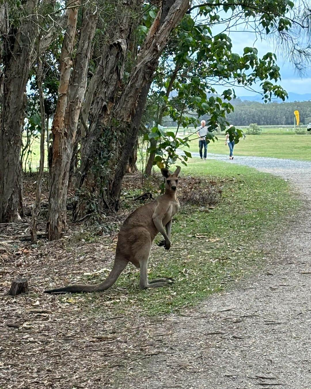 中田クルミさんのインスタグラム写真 - (中田クルミInstagram)「wild kangaroos🦘 #kangaroo」11月28日 18時41分 - kurumi_nakata