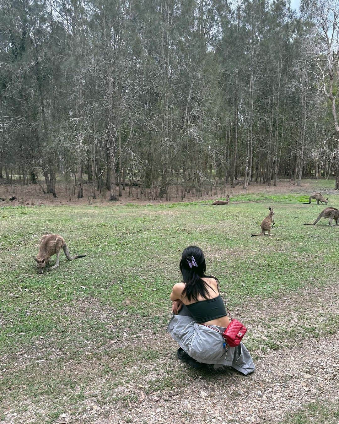 中田クルミさんのインスタグラム写真 - (中田クルミInstagram)「wild kangaroos🦘 #kangaroo」11月28日 18時41分 - kurumi_nakata