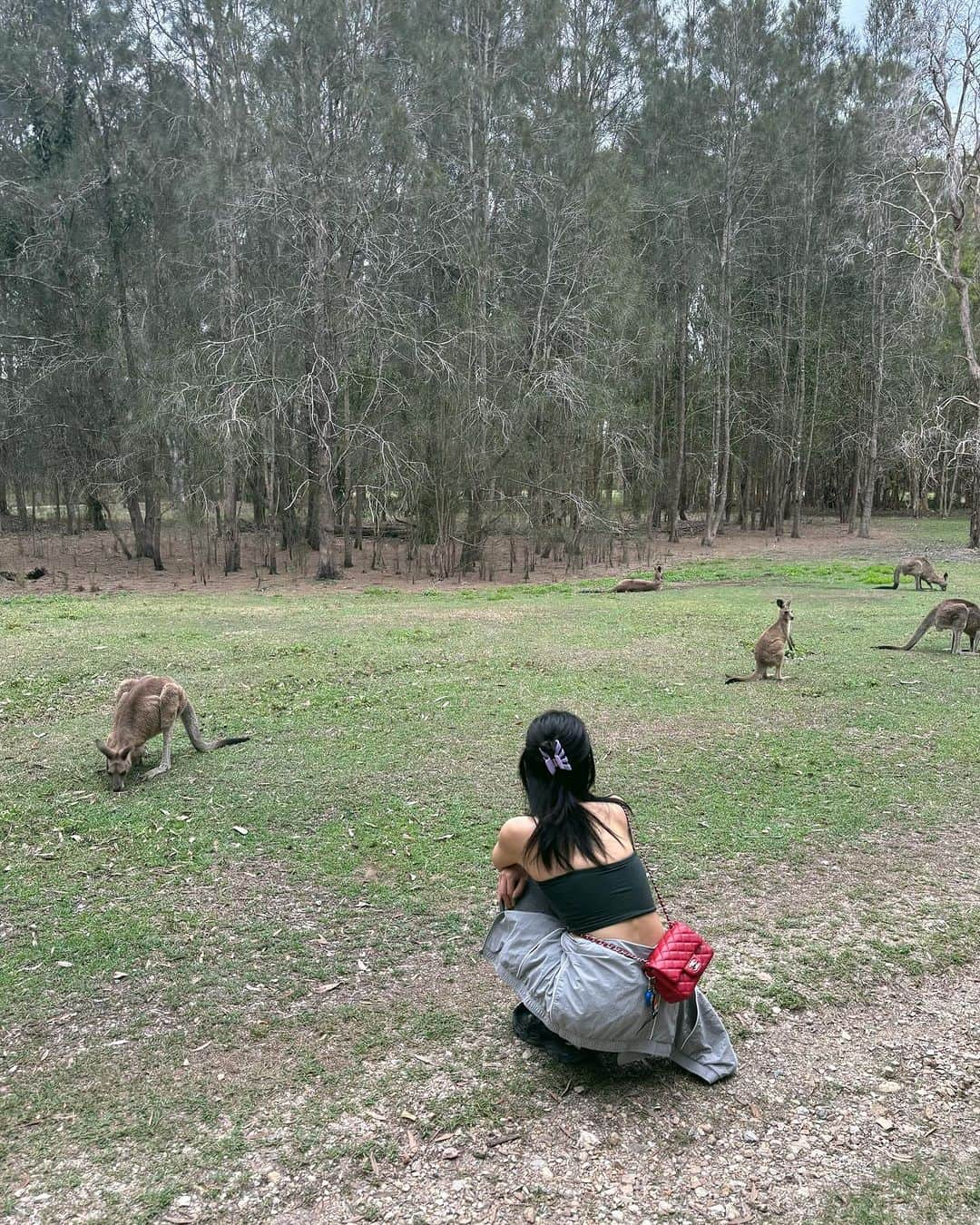 中田クルミのインスタグラム：「wild kangaroos🦘 #kangaroo」