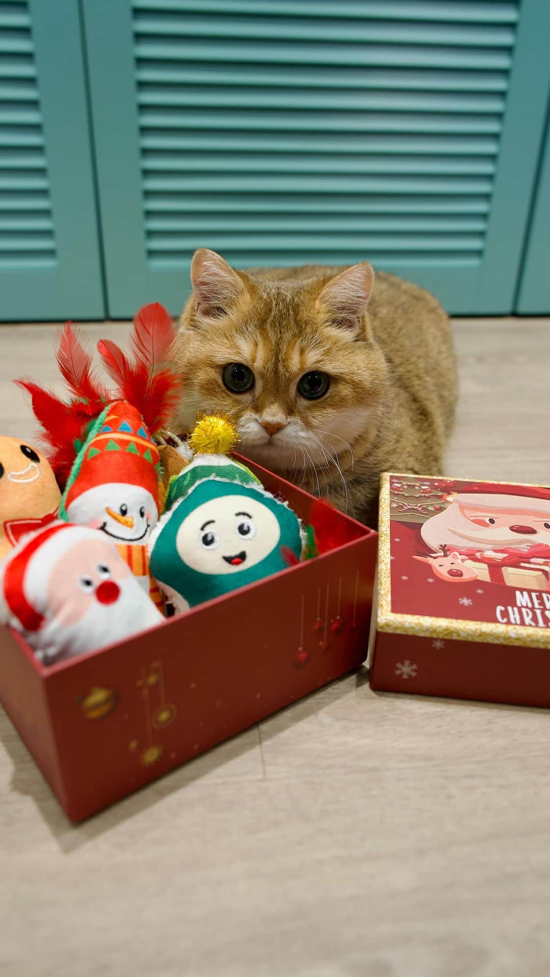 Hosicoのインスタグラム：「Treat your furry friends with some Christmas Cat Toys @docalpets, they will love them! 🎄🎅🏻⛄️ Hurry, Christmas is coming! #docalpets Enjoy 20% off on this new product! Your code is: HOSICO  https://docalpets.com/discount/HOSICO?redirect=%2Fproducts%2Fcat-toys」
