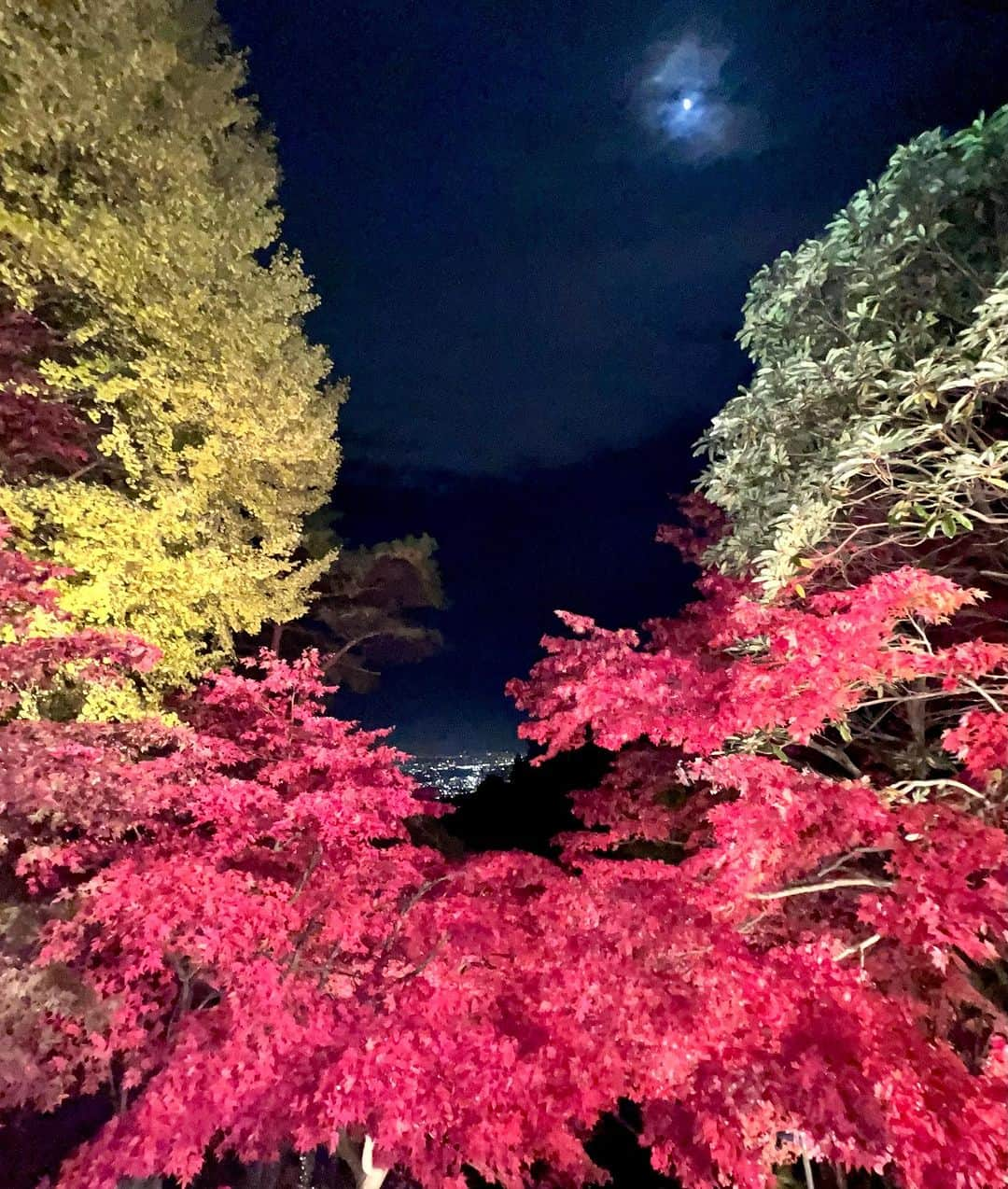 麻美のインスタグラム：「紅葉🍁があまりに綺麗だったので 記録ポスト❤️❤️❤️ ． 大山寺の紅葉🍁 ケーブルカーからlight upした 紅葉観るのが楽しい❤️ ． 来年は是非皆様 伊勢原の大山寺行ってみて‼️ ． #大山寺 #紅葉 #ケーブルカー #紅葉ライトアップ」