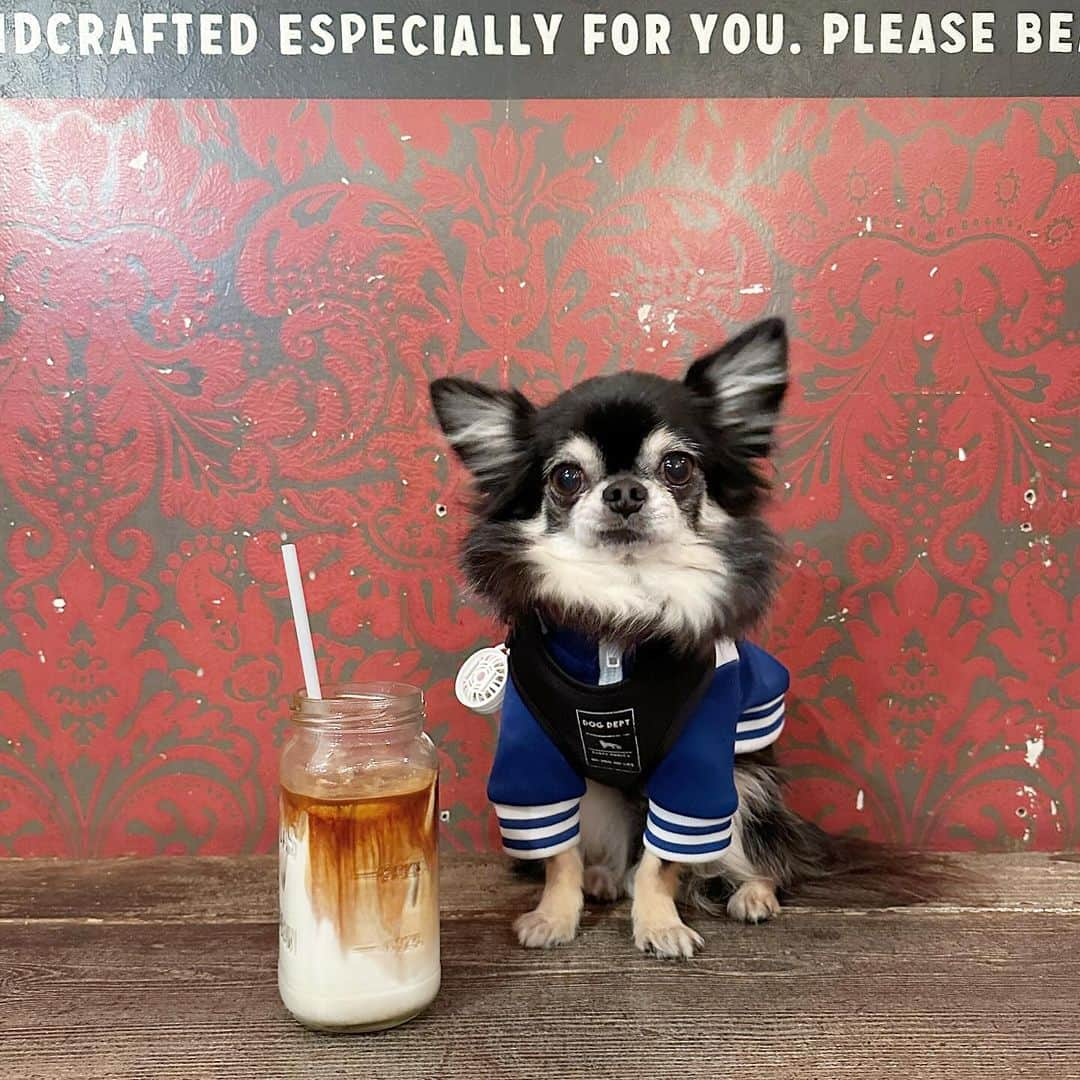 中倉隆道のインスタグラム：「. 久しぶりにルフトとのんびりコーヒー☕️✨  コートの中に入ってぬくぬく🐶🐾  いい時間  #愛犬 #チワワ #わんこ #わんこのいる生活  #littlenap #littlenapcoffeestand #coffee #coffeetime #coffeestand #コーヒー #カフェラテ #中倉隆道 #柿ピー研究家 #フリーアナウンサー #愛犬家 #アニメ研究家 #わんことお出かけ」